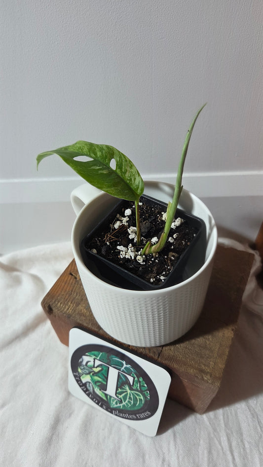 Rhaphidophora Masuwa Variegata (AUT-090)