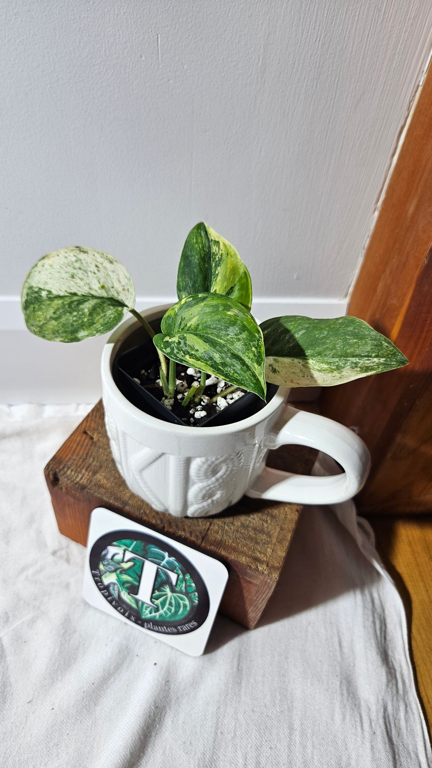 Scindapsus Silver Splash Tricolore (SCI-1288)
