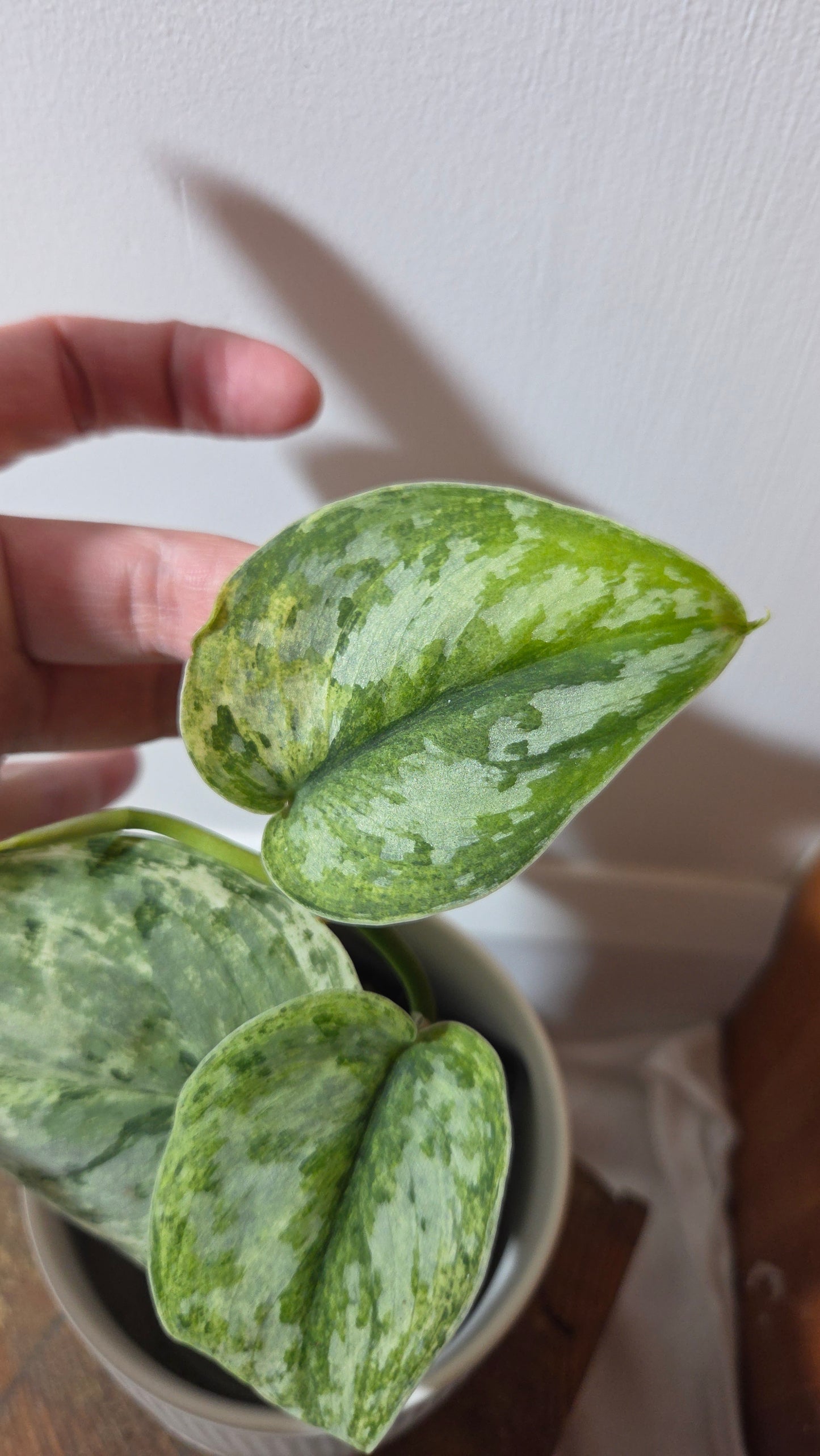 Scindapsus Peasun (SCI-1354)