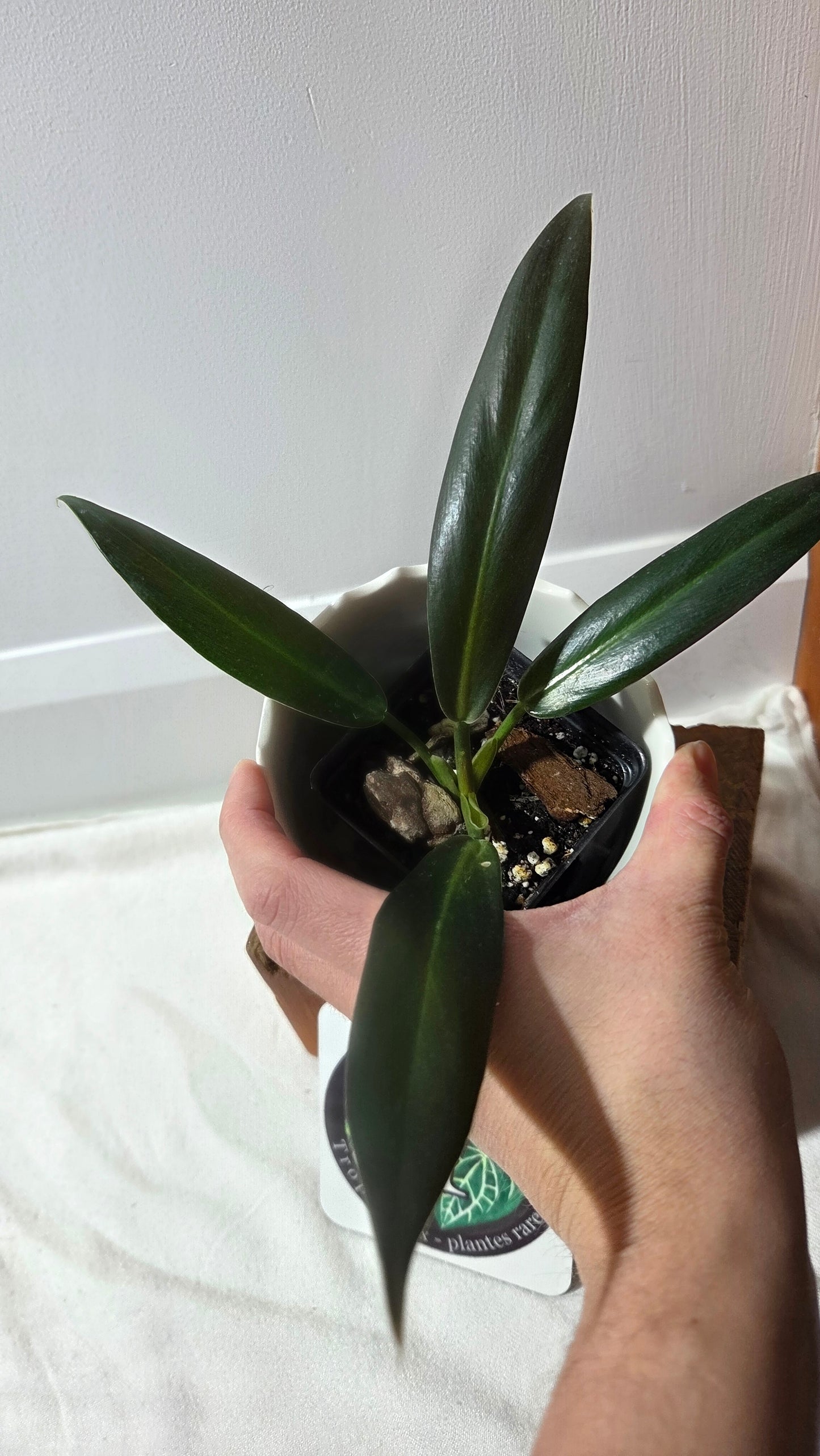 Philodendron Ruizii (PHI-411)