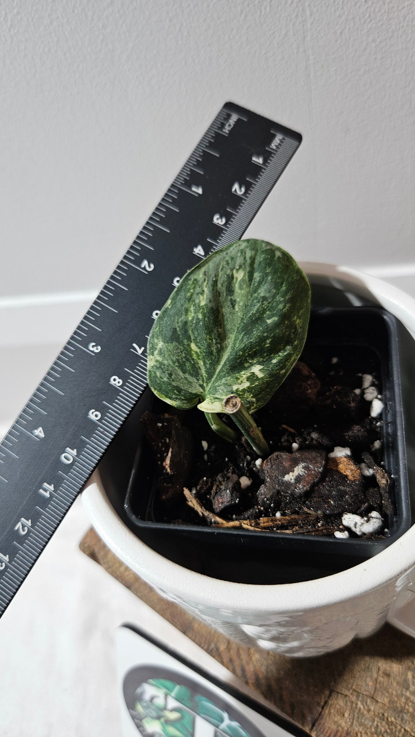 Scindapsus Silver Splash Tricolore (SCI-1155)