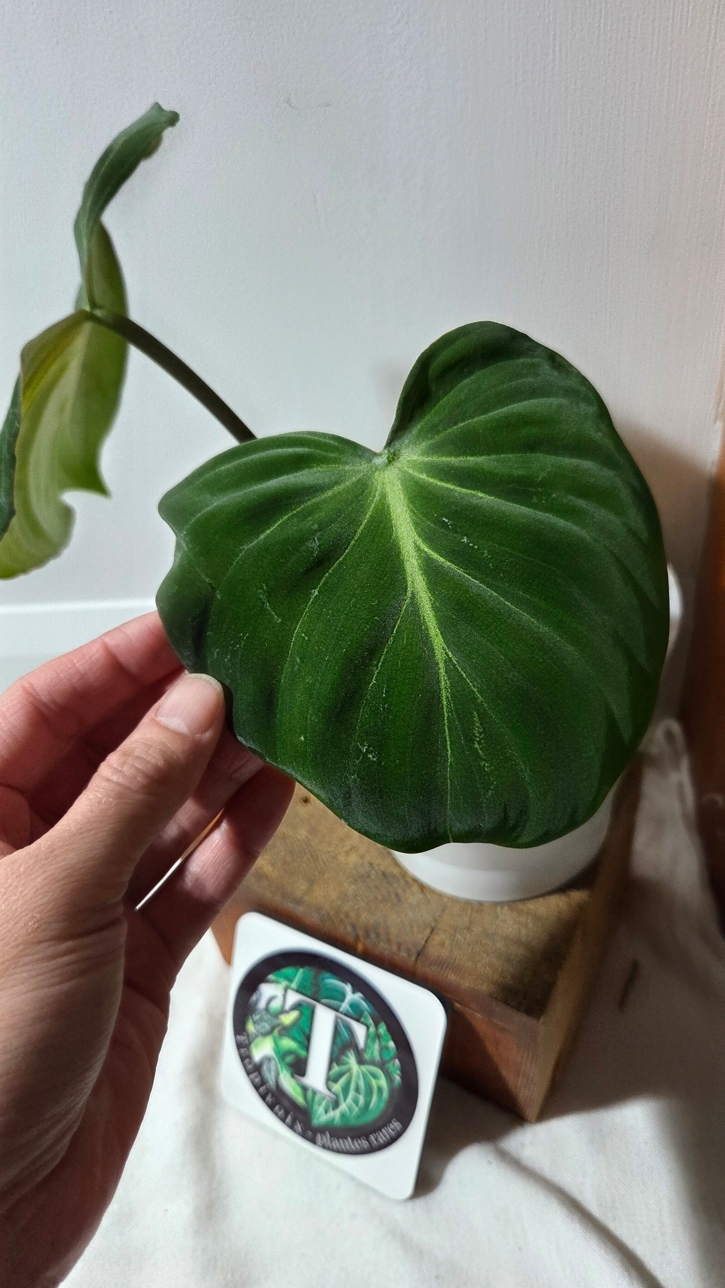 Philodendron Gloriosum x Plowmanii (PHI-991)
