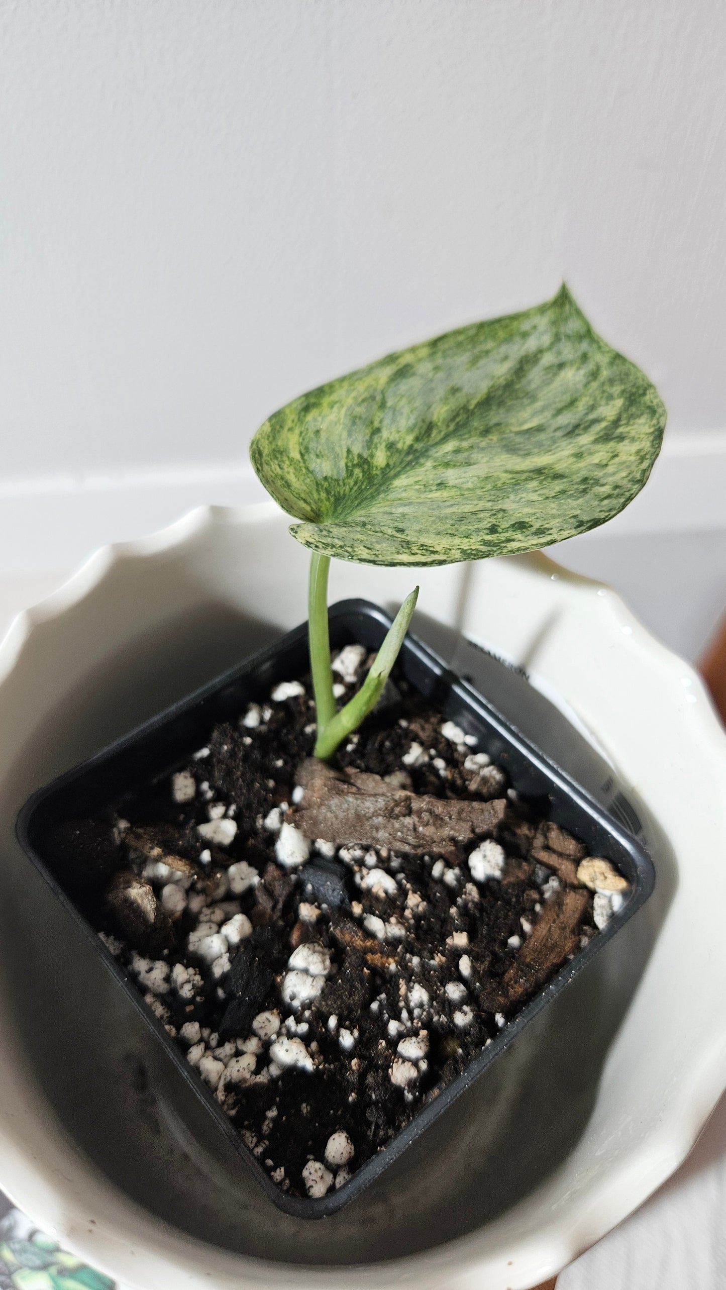 Scindapsus Exotica Pictus mint (SCI-970)