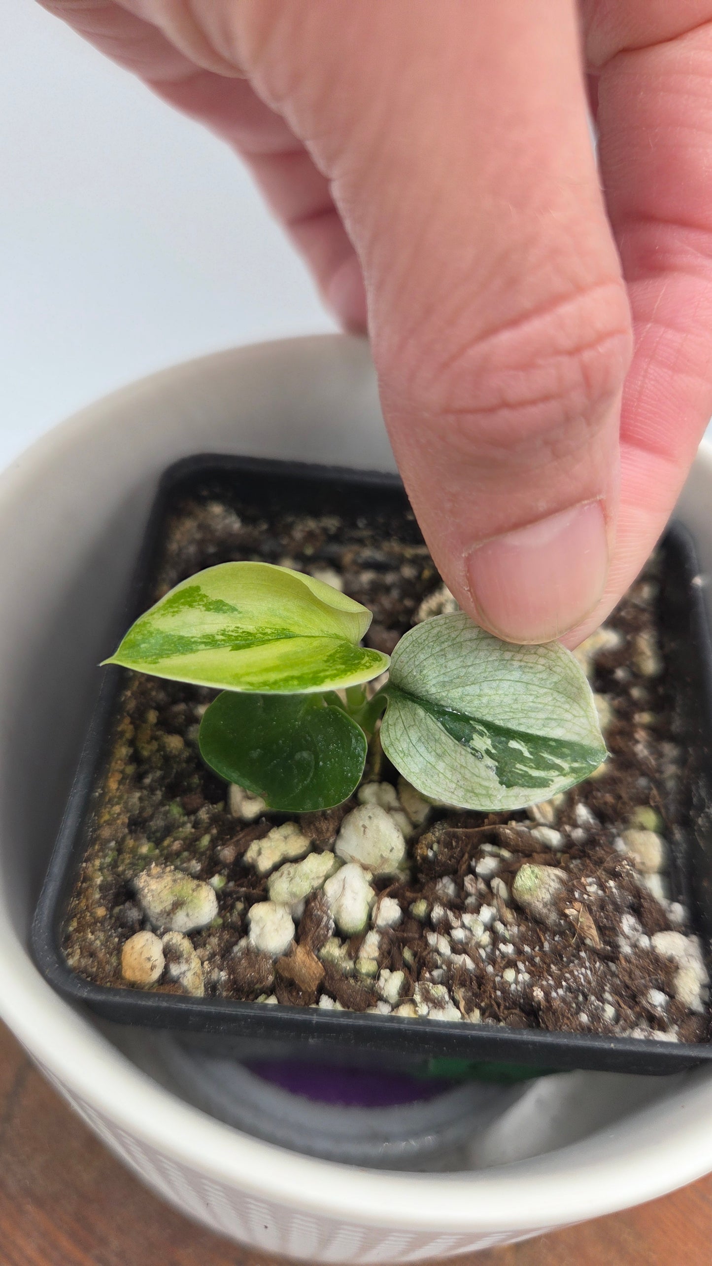 Scindapsus Moonlight Mint (SCI-873)