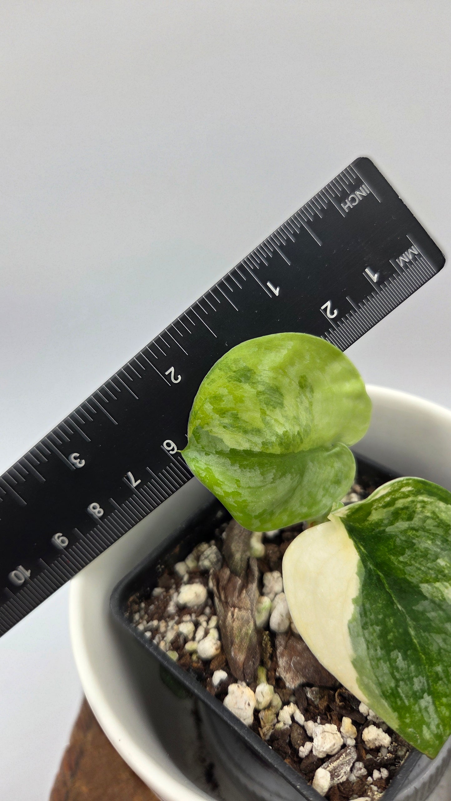 Scindapsus Geulis (SCI-634)
