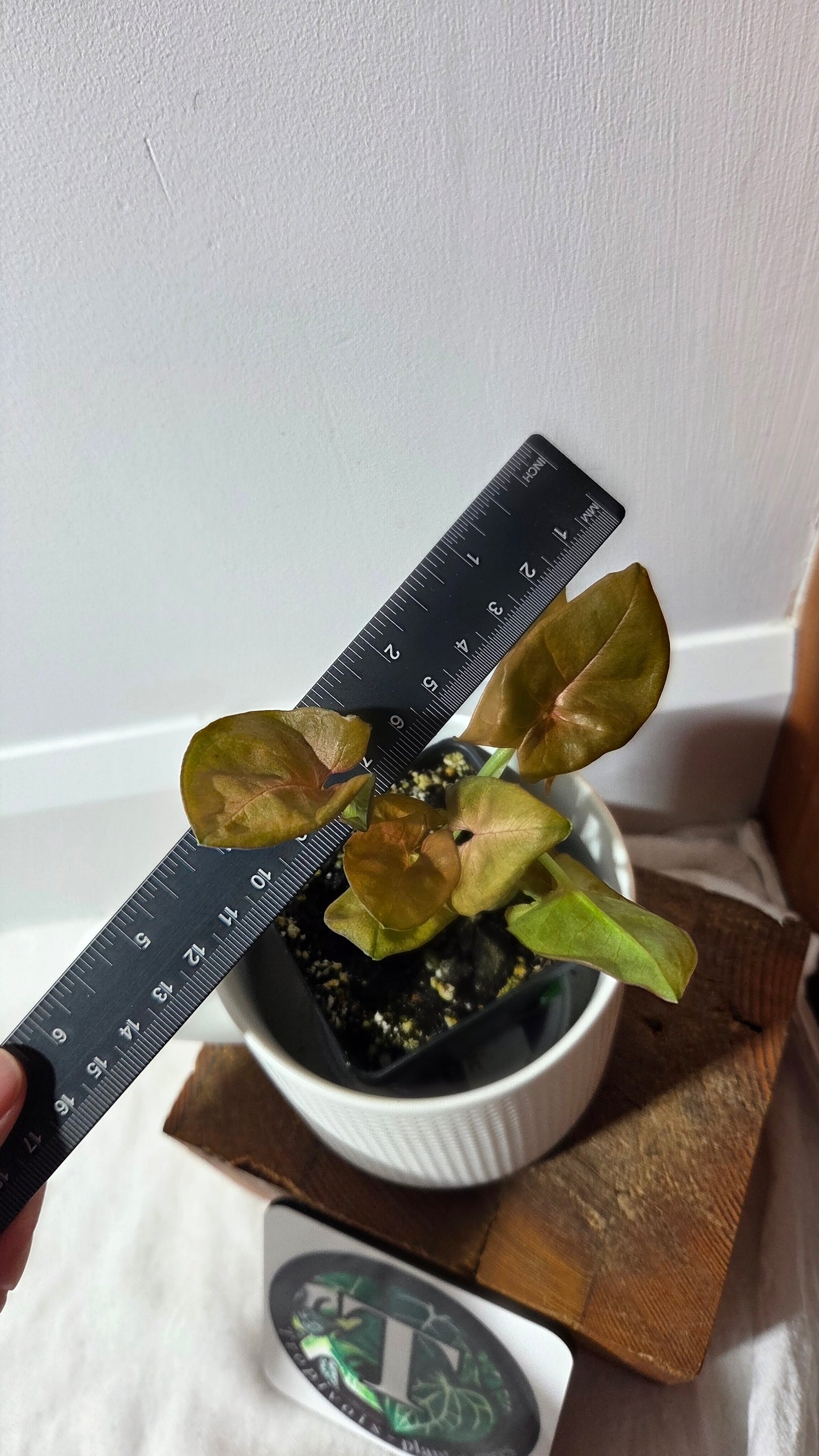 Syngonium Pink Neon Robusta (SYN-489)