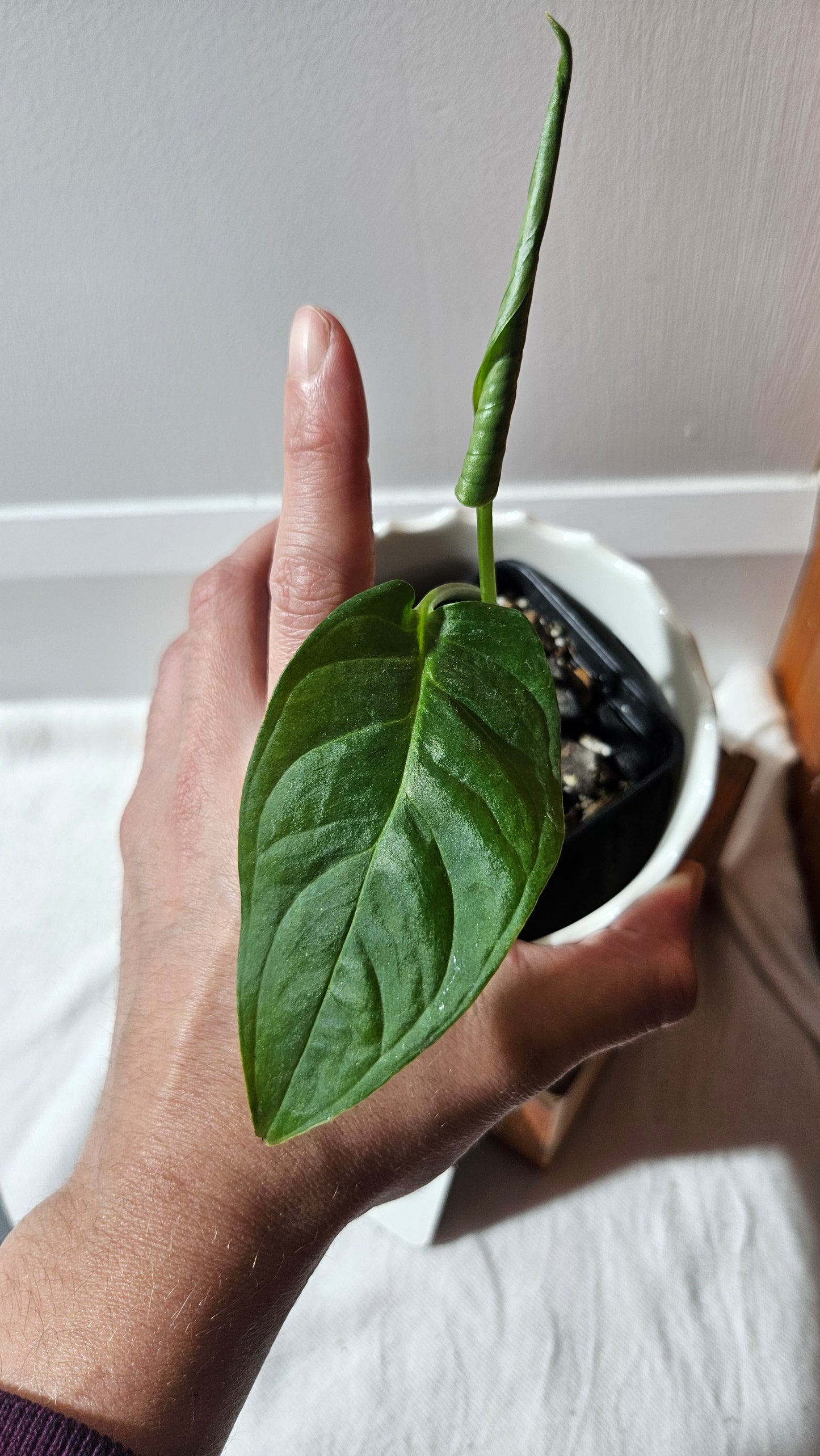 Monstera Obliqua Aff Esmeraldense Golden (MON-439)