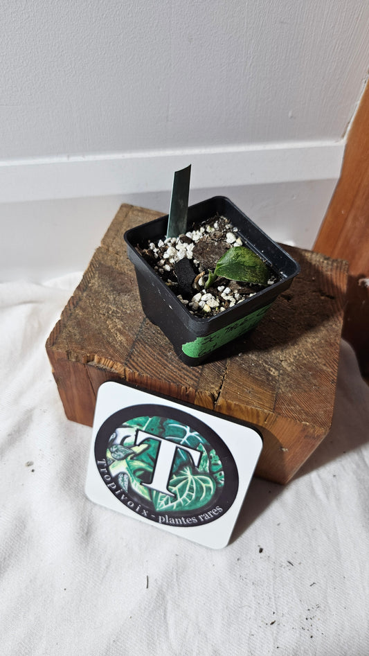 "FREEBIE"  Scindapsus Treubii Galaxy                                 1FREEBIE/PERSONNE (avec achat minimal de 100$ avant taxes)