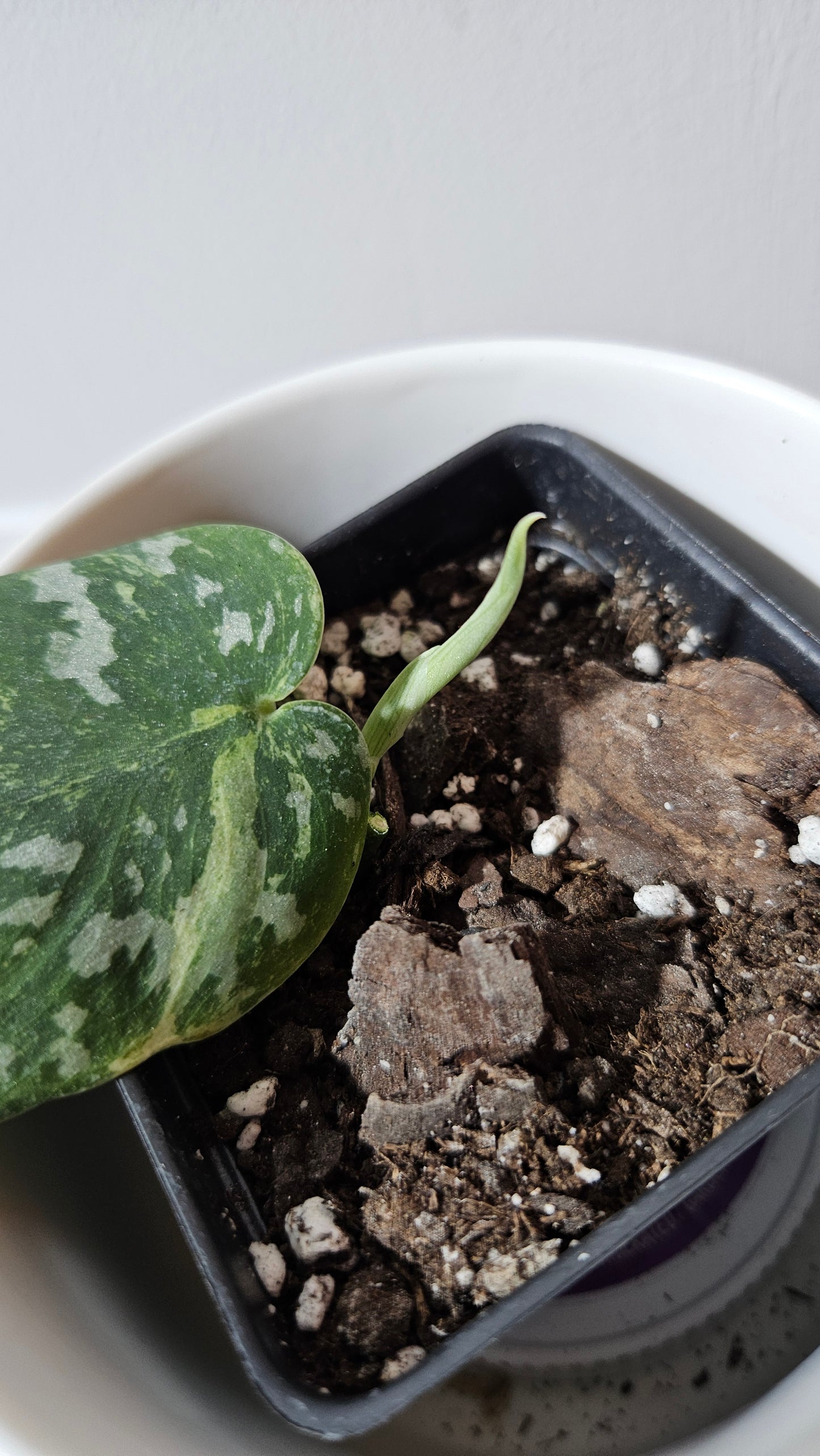 Scindapsus White Crocodile (SCI-1344)