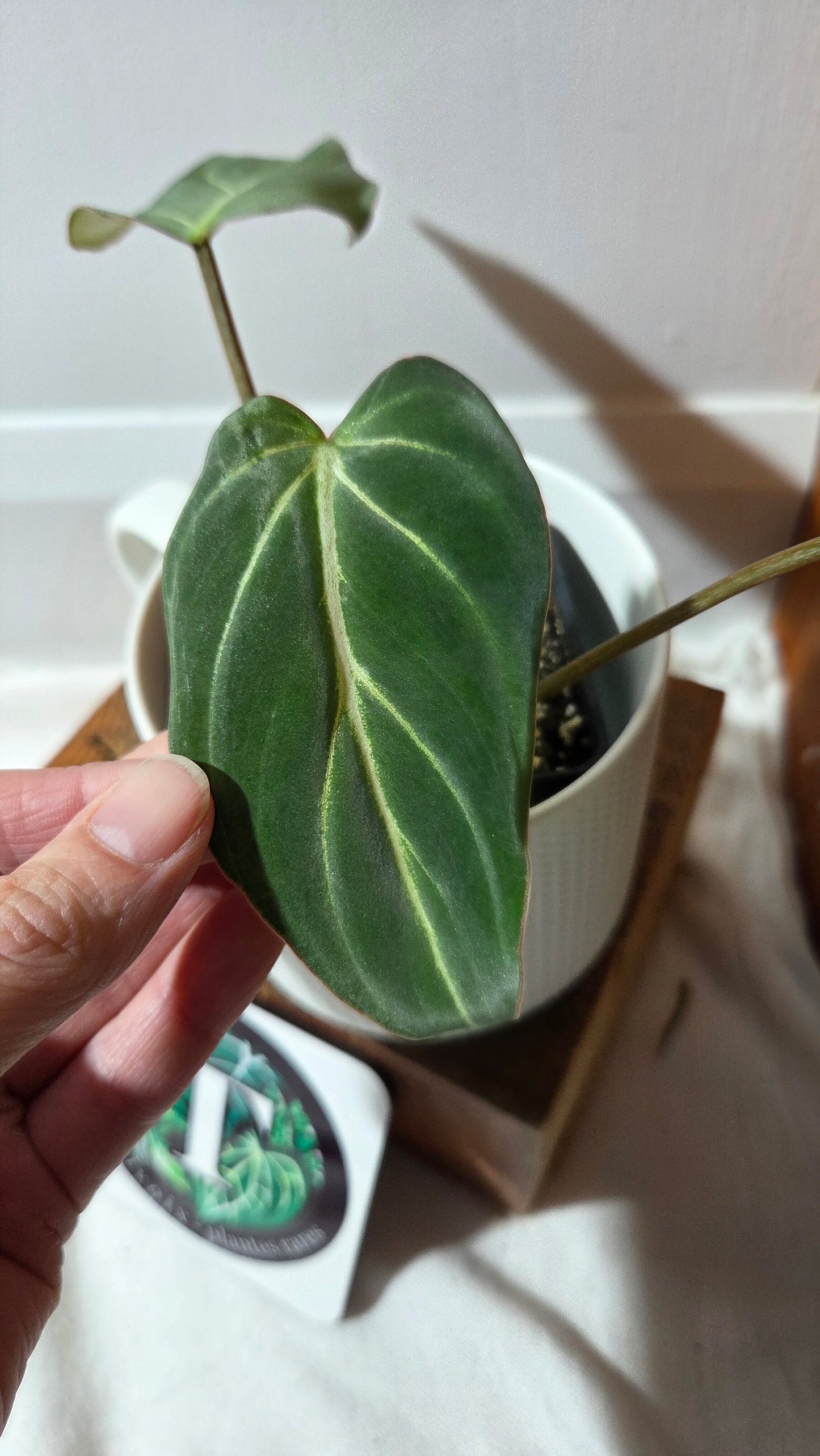 Philodendron Gloriosum Zebra (PHI-997)