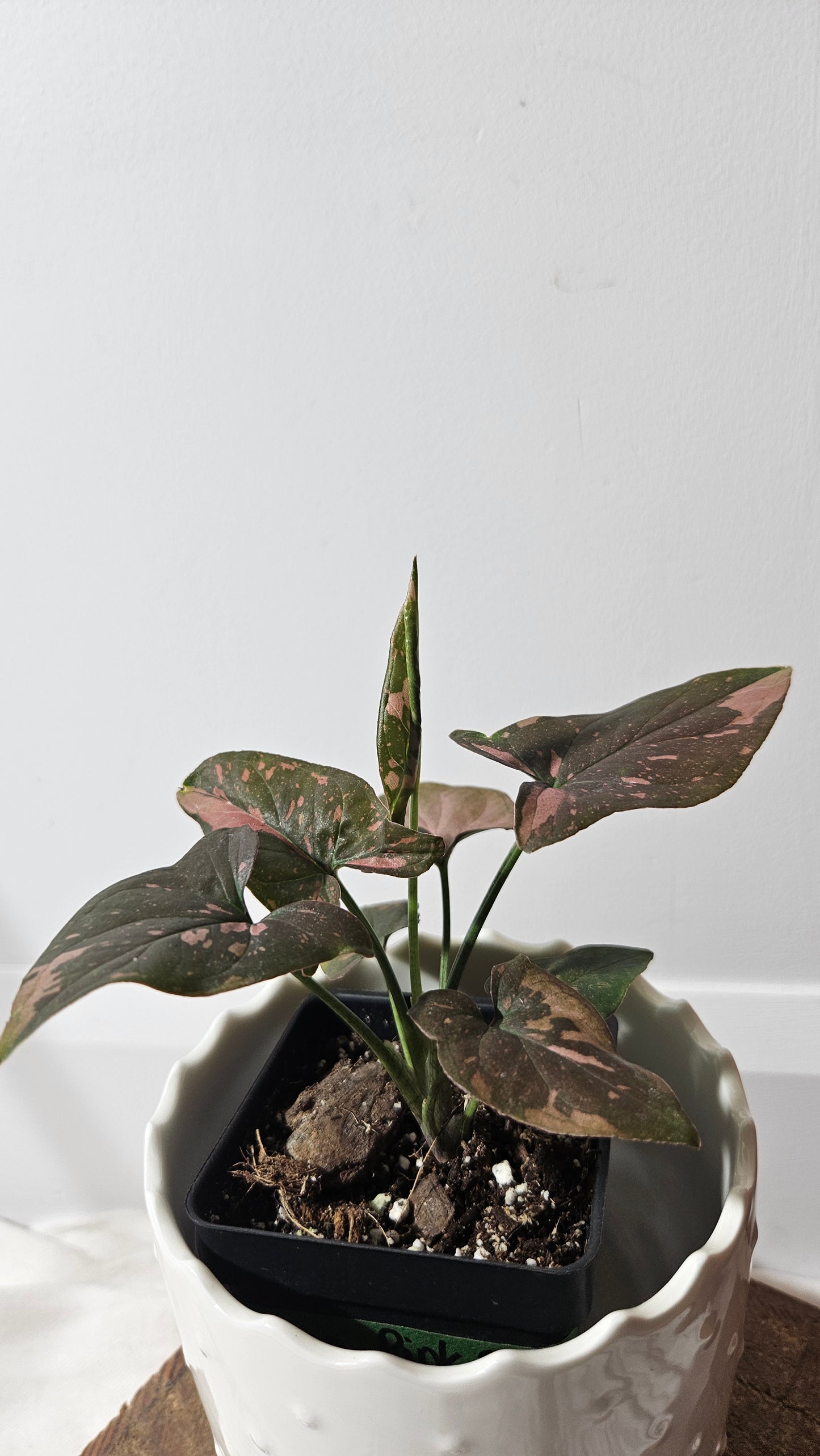 Syngonium Pink Splash (SYN-283)