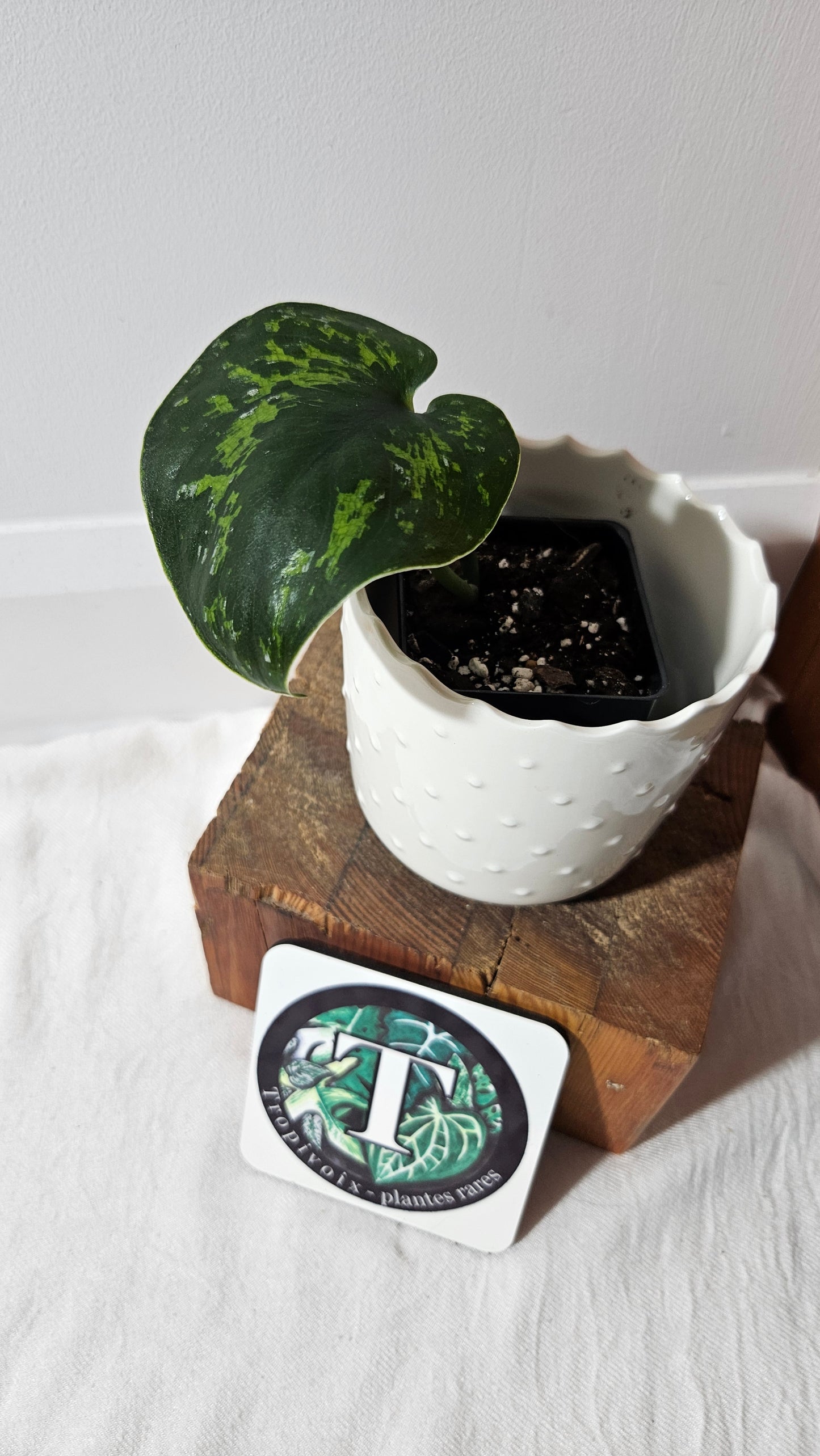 Scindapsus Macan (SCI-1005)