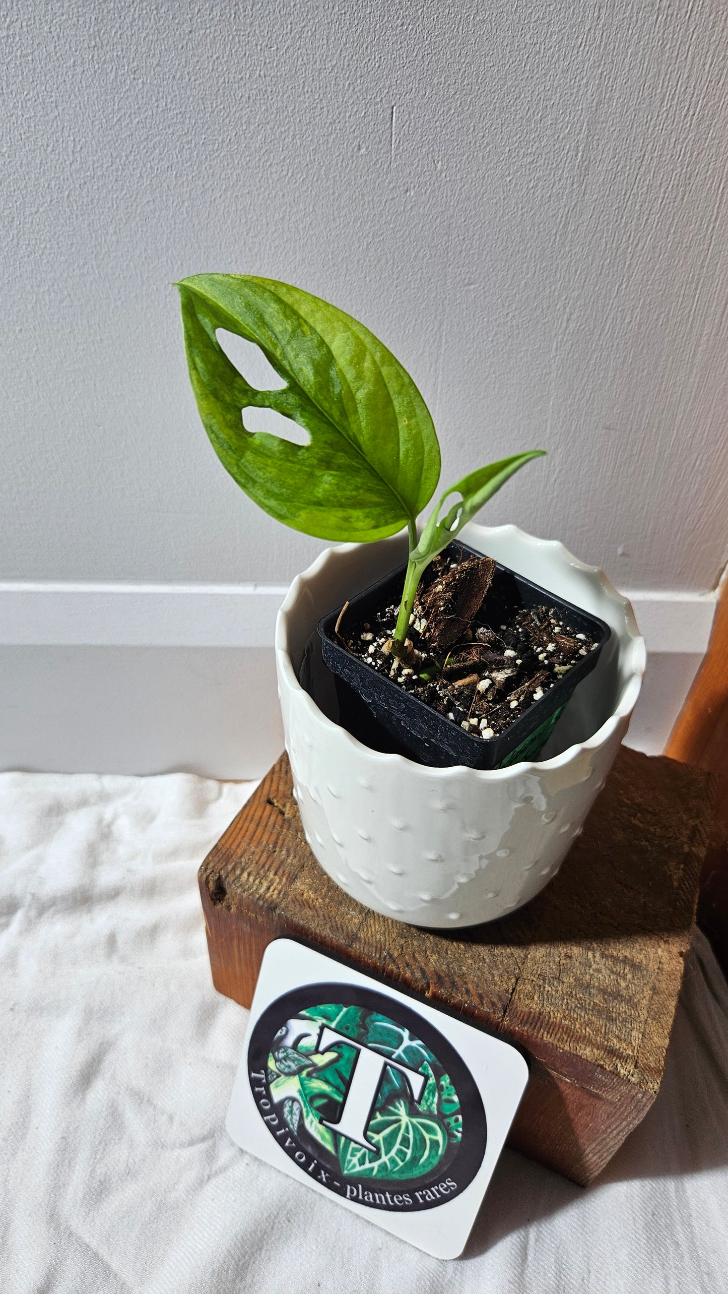 Monstera Andasonii Aurea (MON-217)