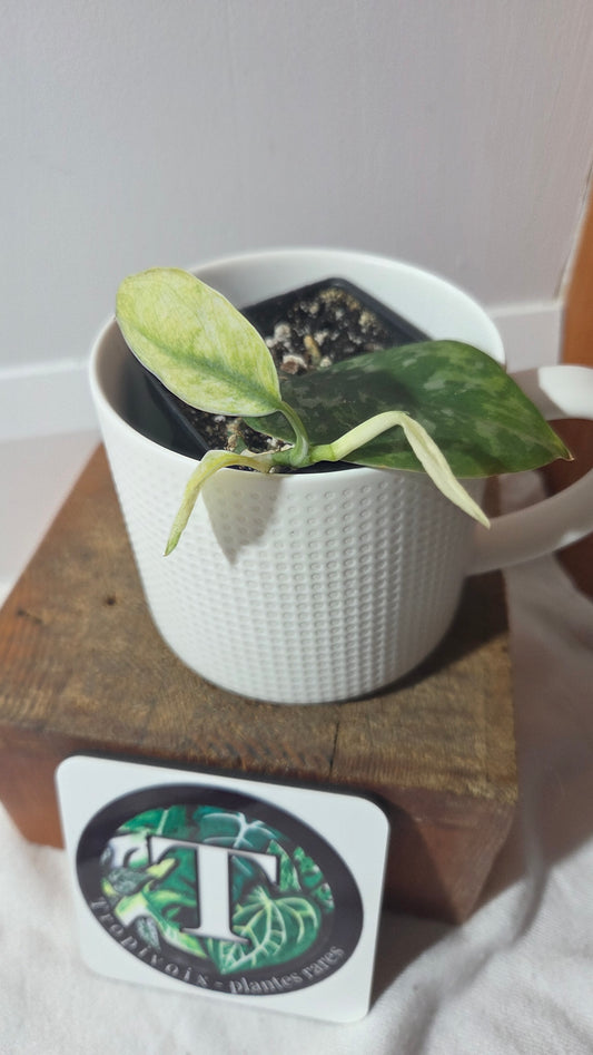 Scindapsus Blue Sky (SCI-1431)