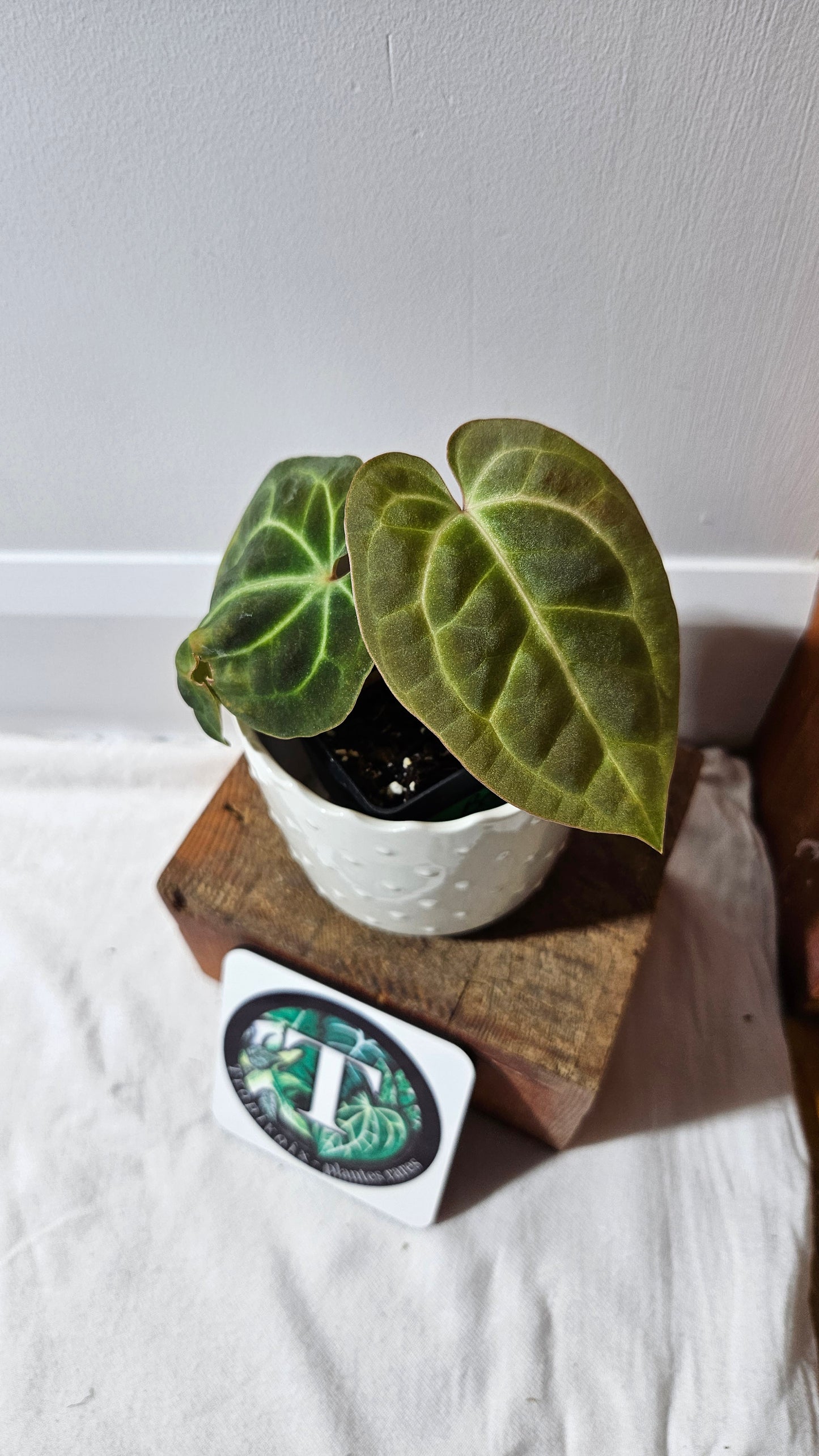 Anthurium Besseae NOID "Format PETIT" (ANT-564)