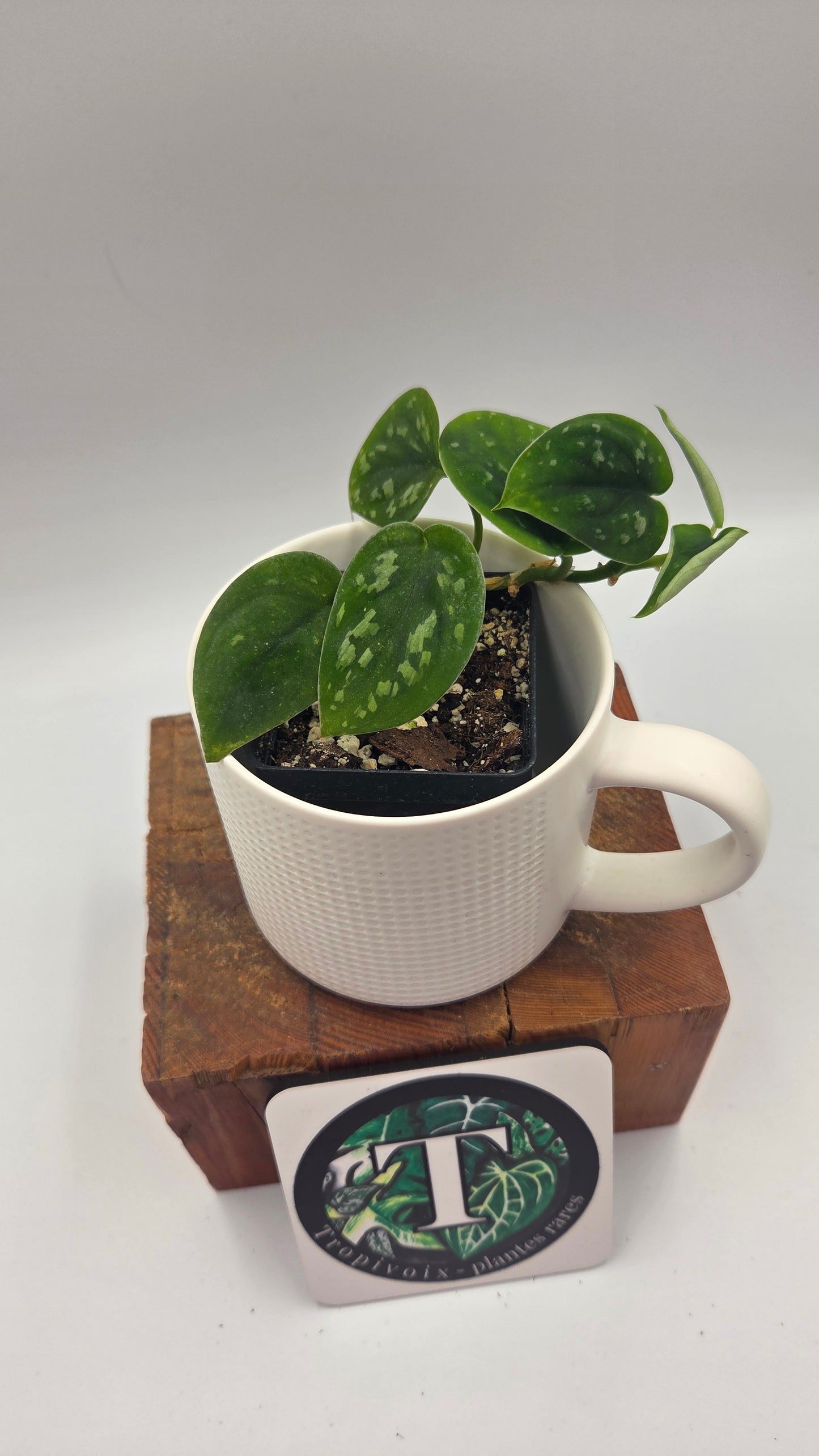 Scindapsus Tricolore Duff (SCI-546)