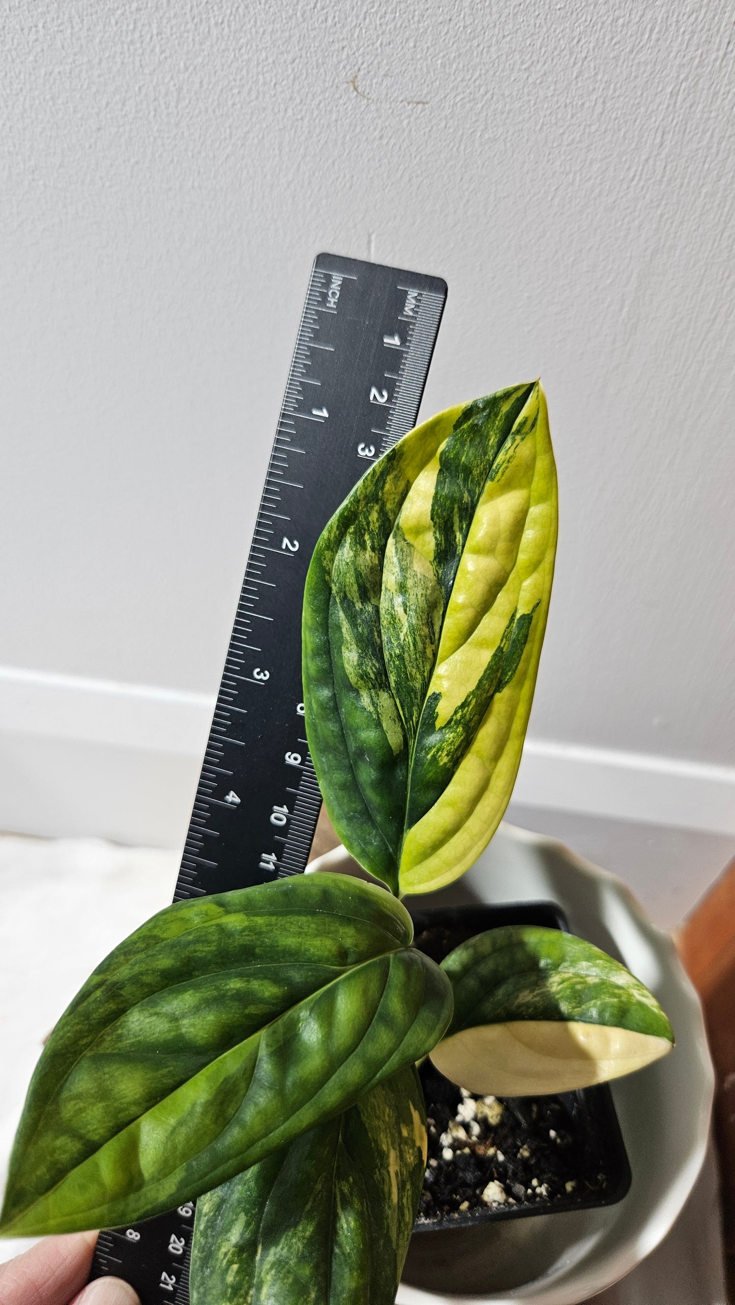 Monstera Karstenianum/Peru Variegata (MON-366)