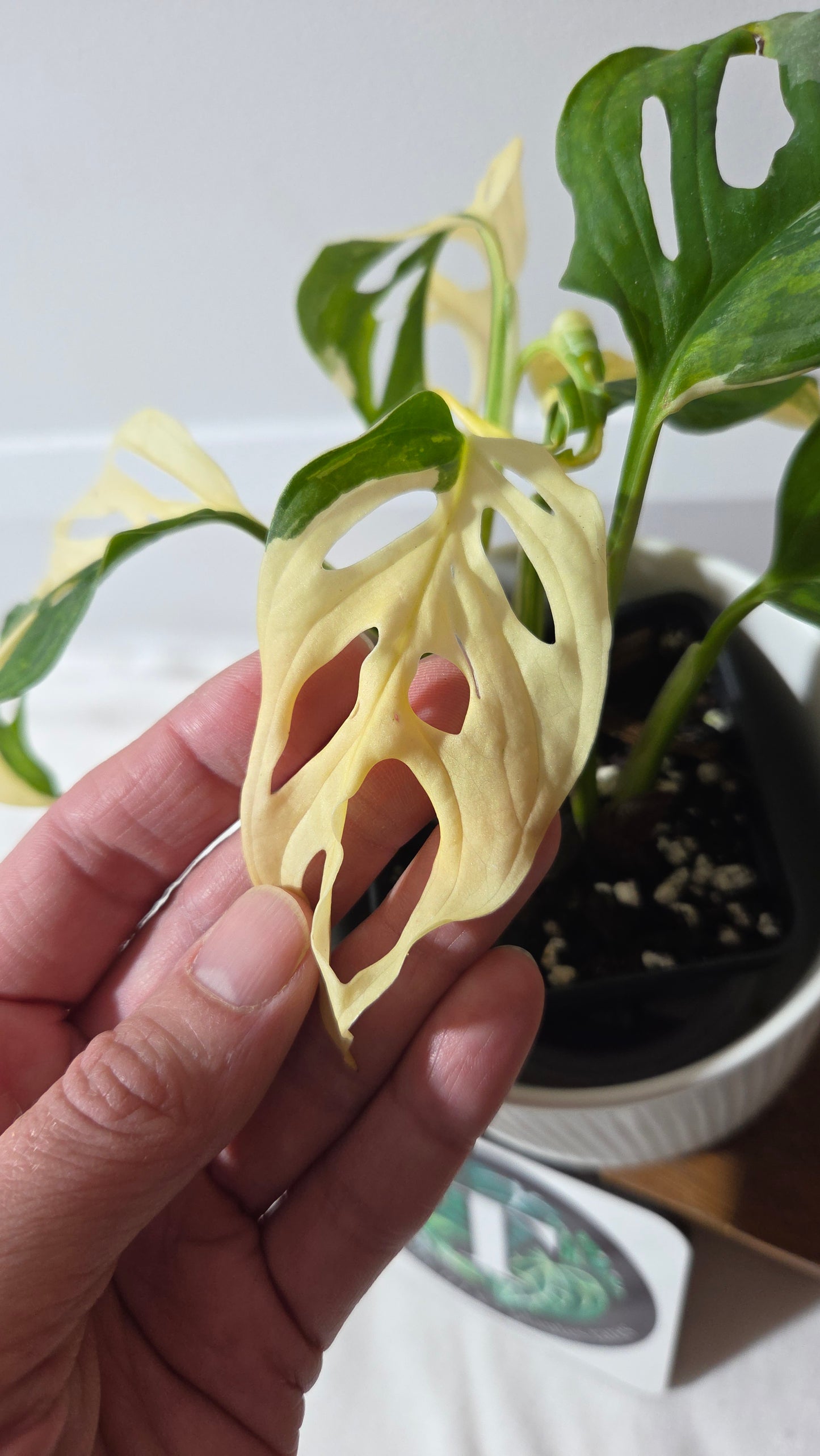 Monstera Andasonii Tricolore (MON-511)