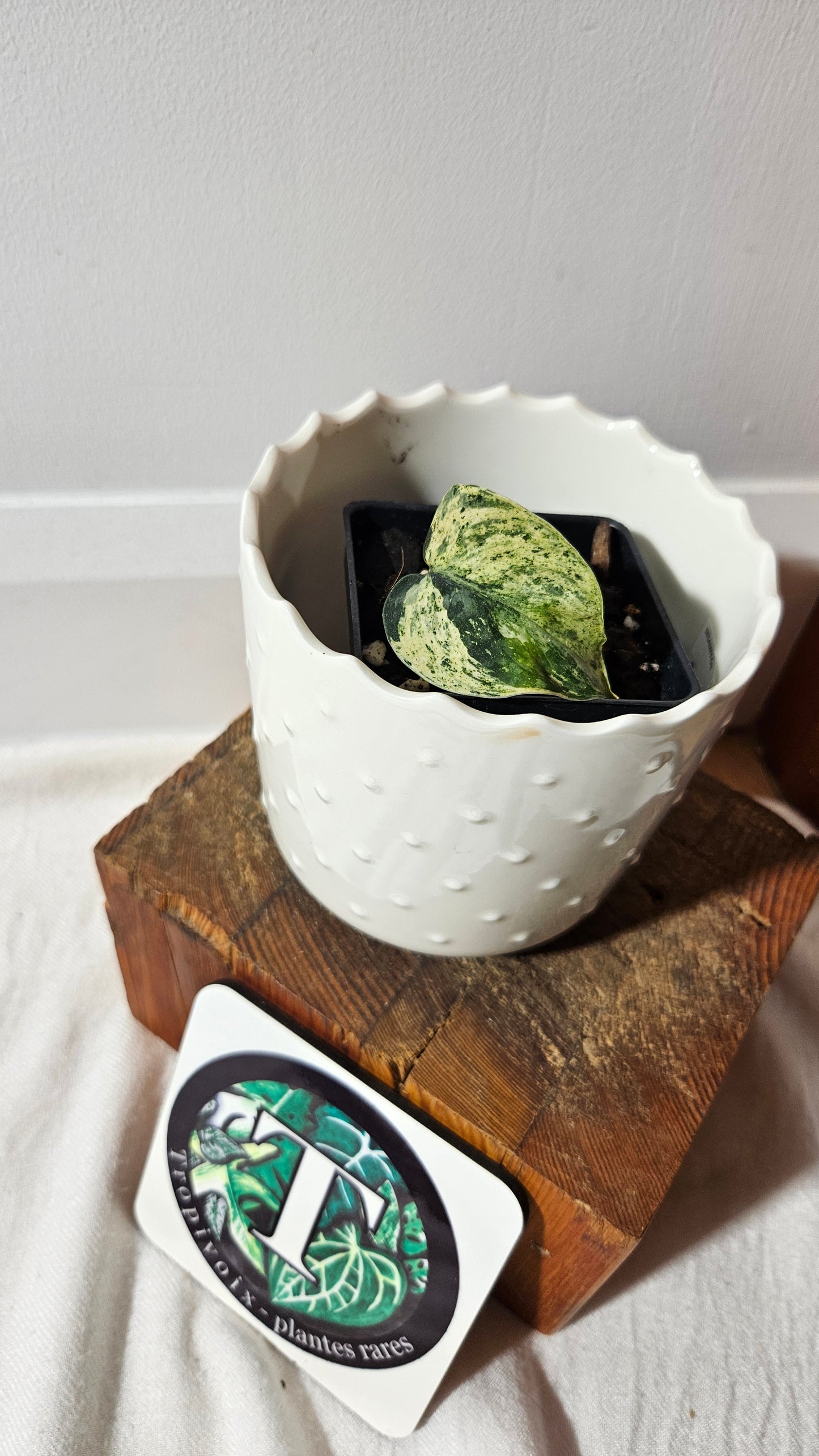 Scindapsus Silver Cloud mutation (SCI-1000)