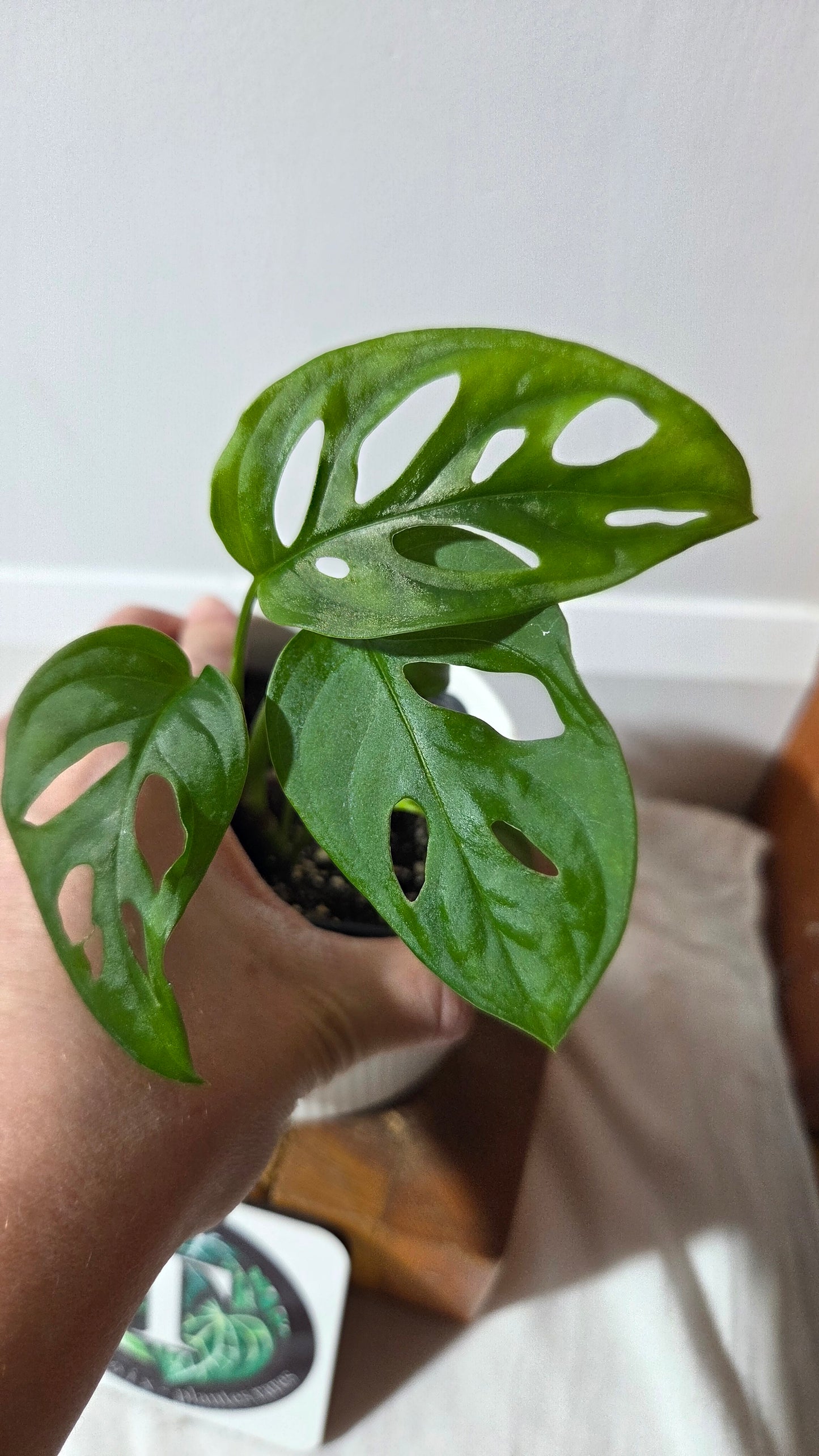 Monstera Acuminata (MON-520)