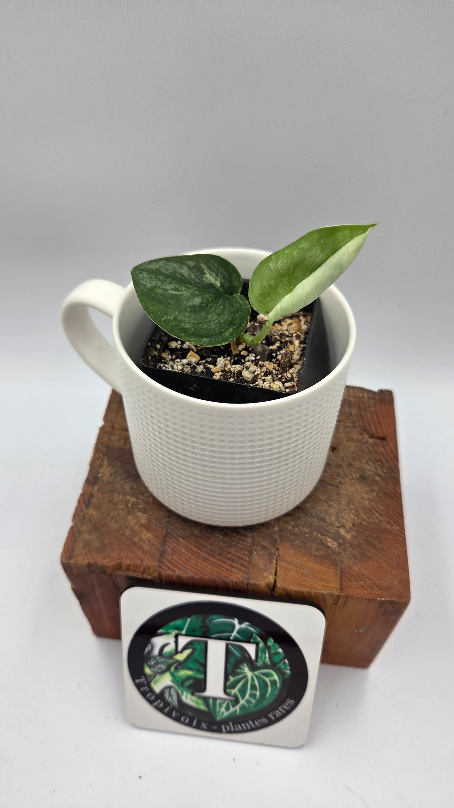 Scindapsus Black Dragon Variegata (SCI-1441)