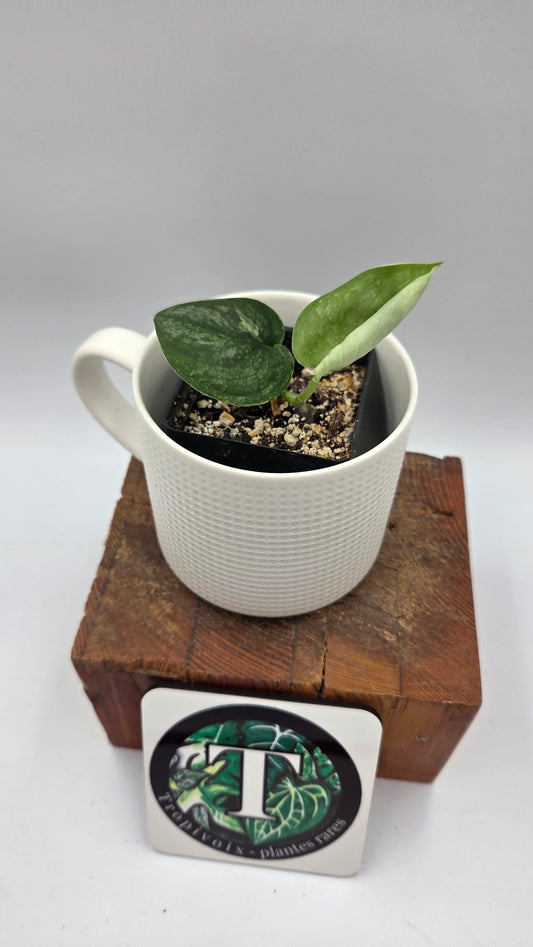 Scindapsus Black Dragon Variegata (SCI-1441)