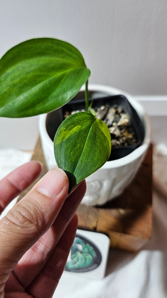 Scindapsus Blue Aurea (SCI-458)