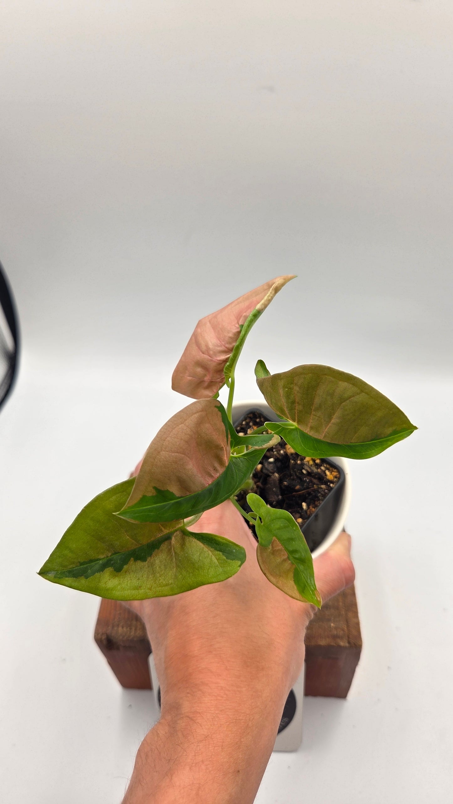 Syngonium Pink Lava (SYN-521)