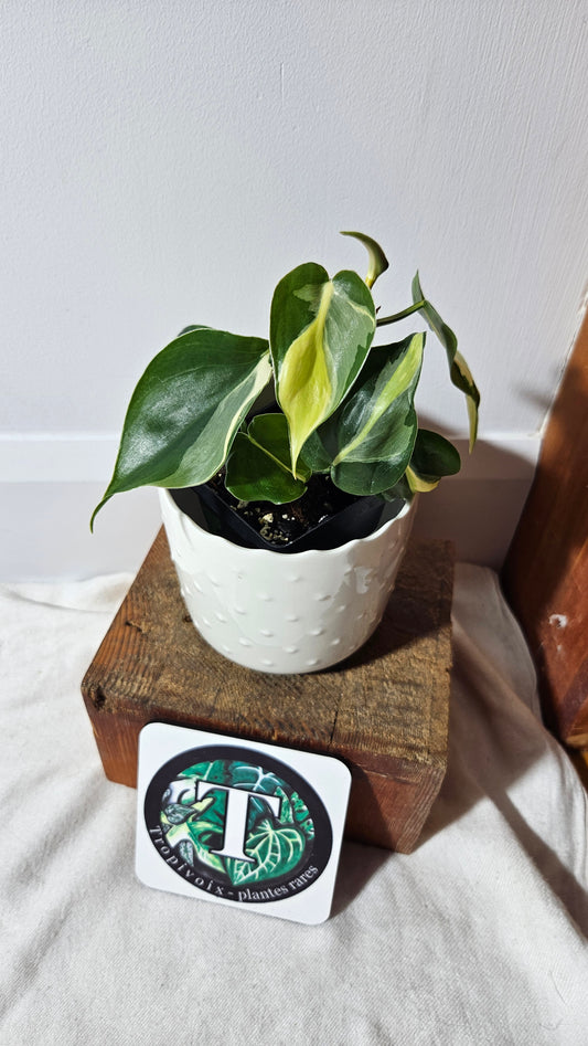 Philodendron Hederaceum Silver Stripe (PHI-733)