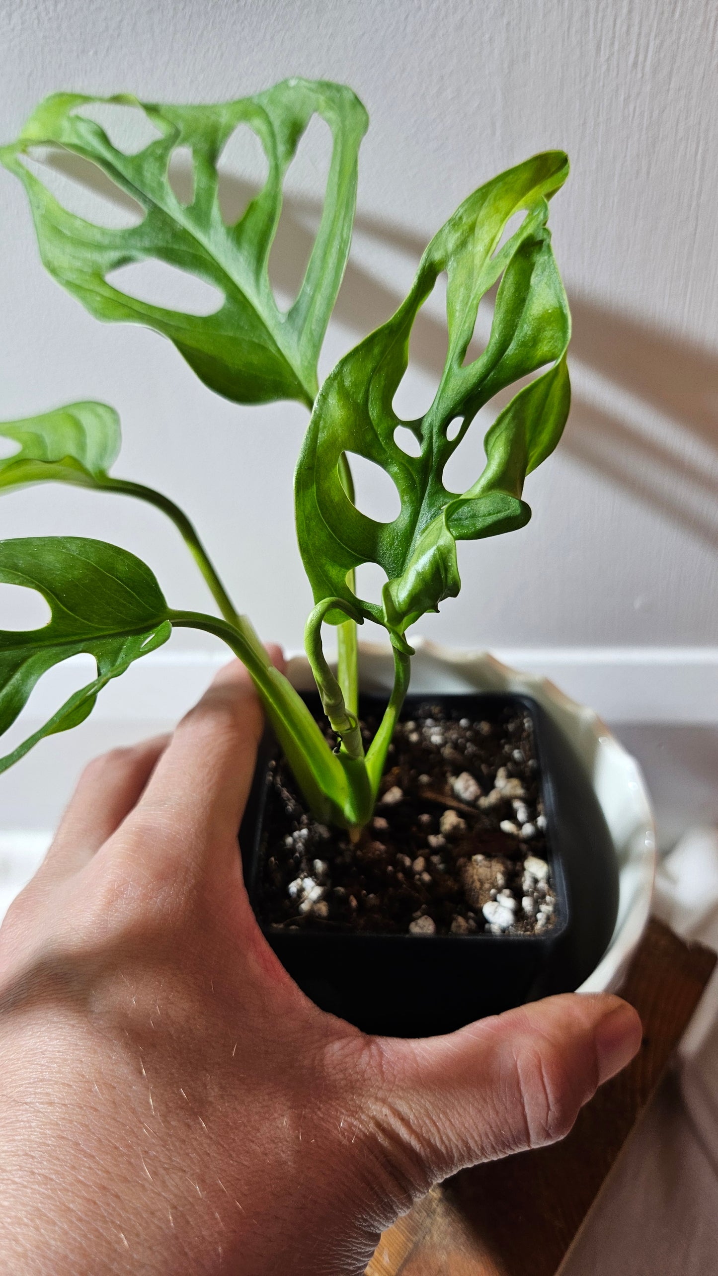 Monstera Obliqua Aff Tena (MON-065)