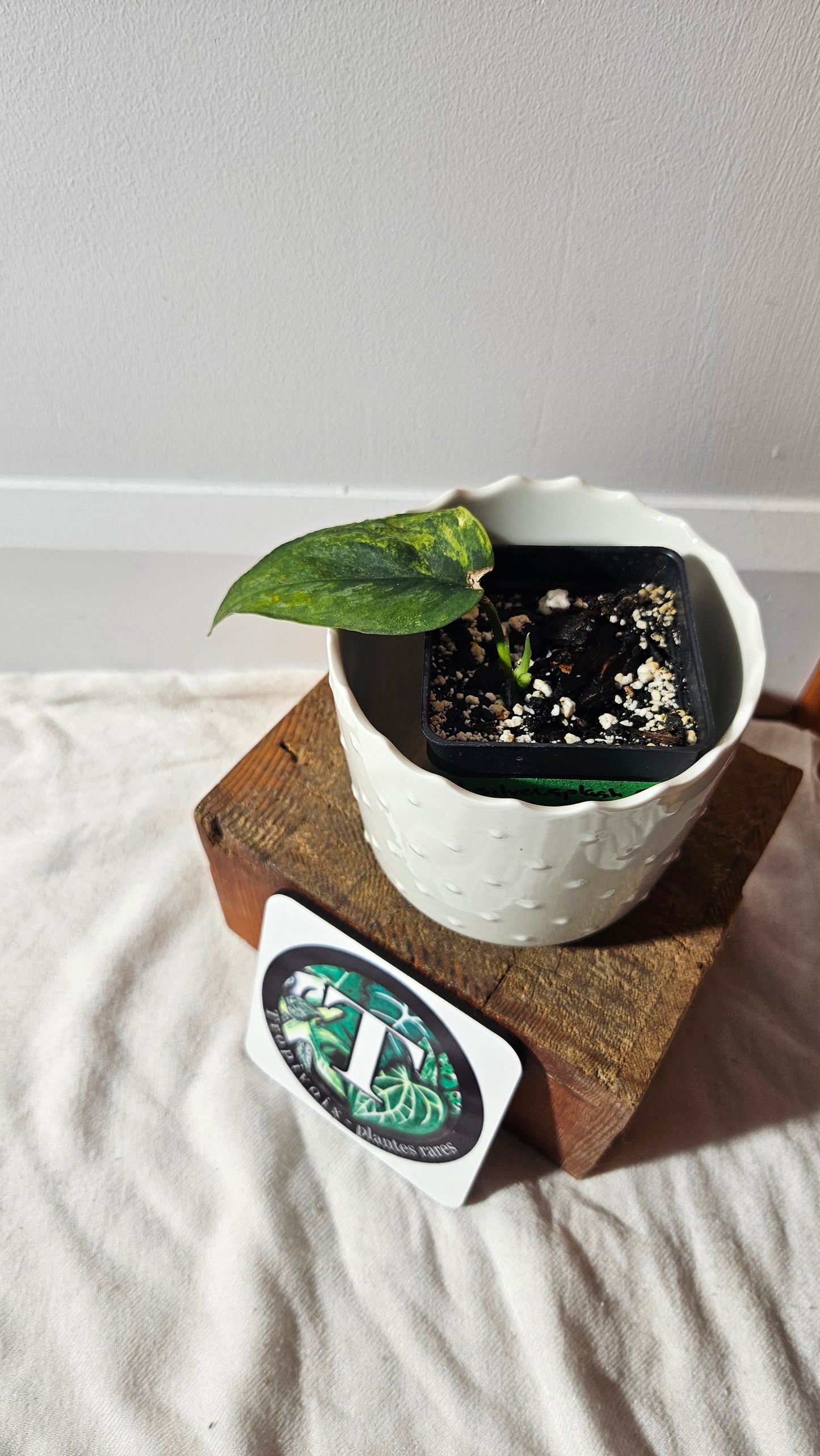 Scindapsus Silver Splash "Green on Green" (SCI-912)