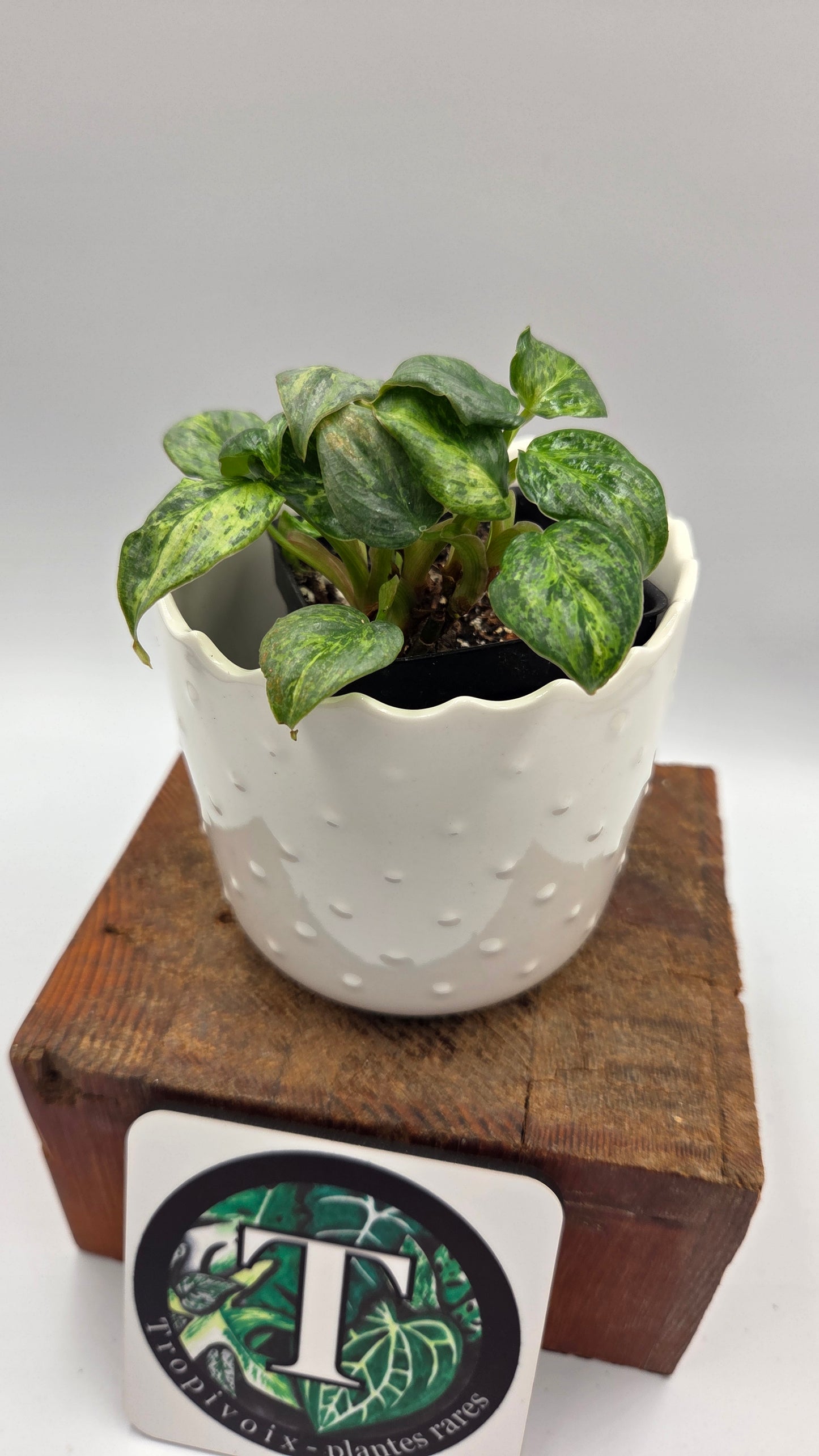 Philodendron Sodiroi Variegata (PHI-1075)