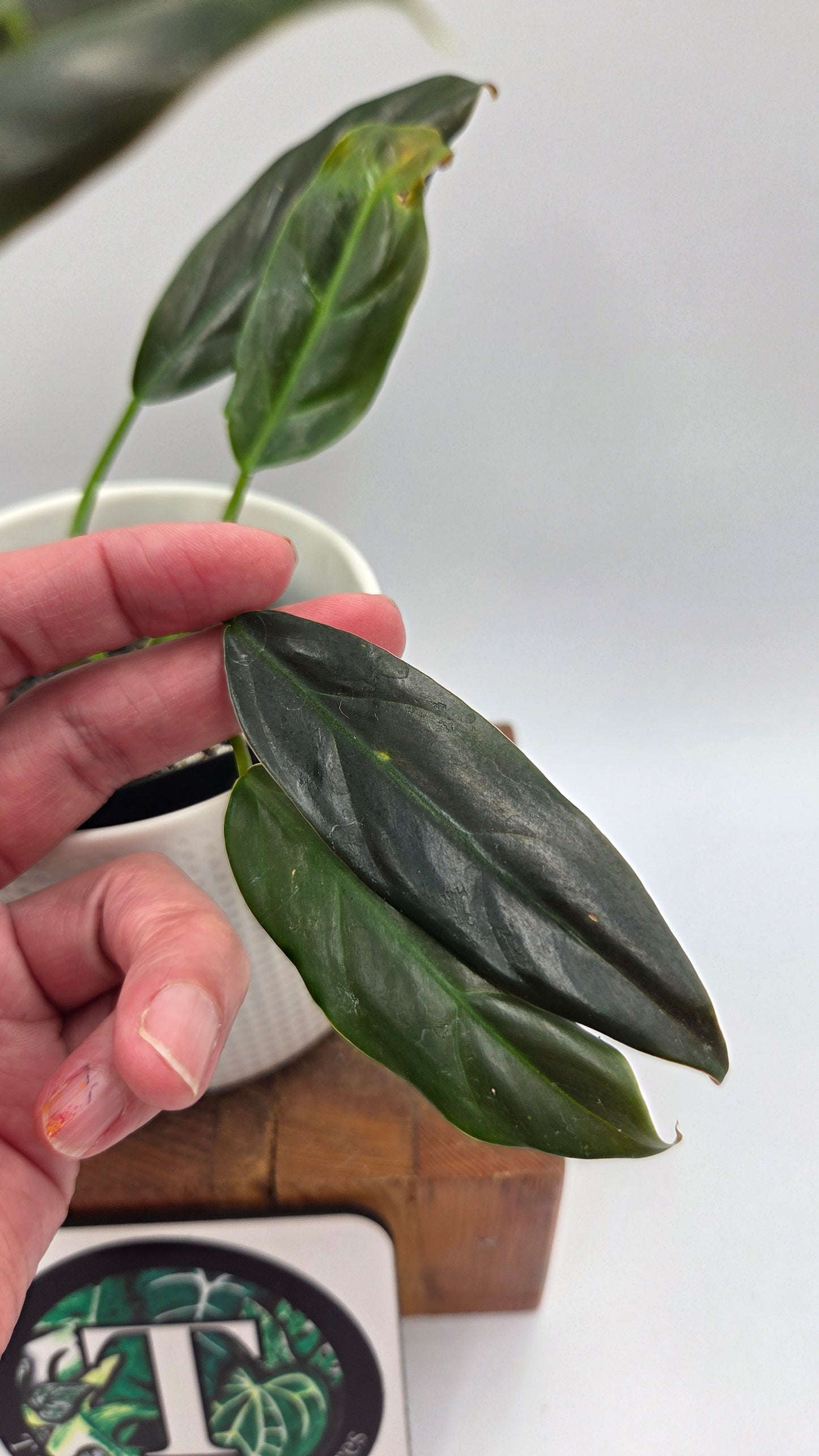 Philodendron Subhastatum Blood (PHI-1028)