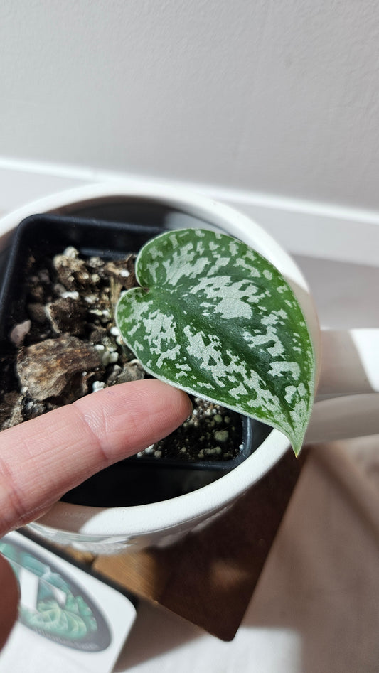 Scindapsus Silver Queen (SCI-1185)