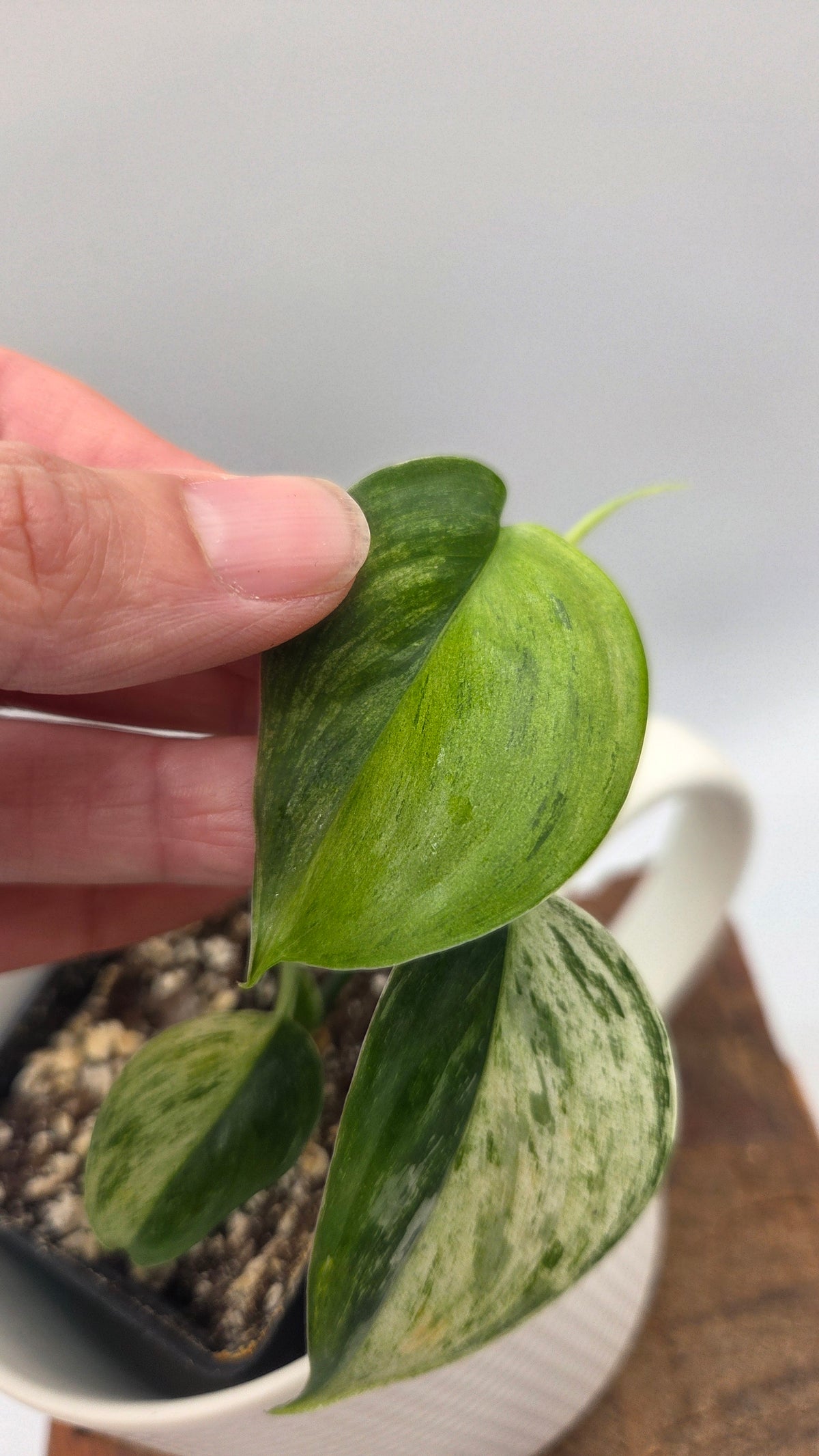 Scindapsus Blue Salaka Tricolore (SCI-807)