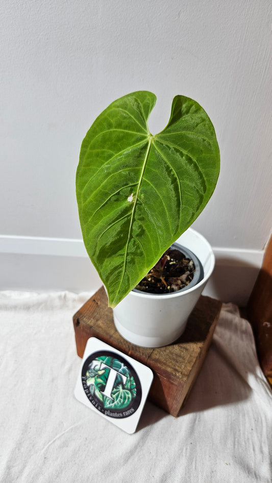 Anthurium Angarmarcanum "format MOYEN" (ANT-153)