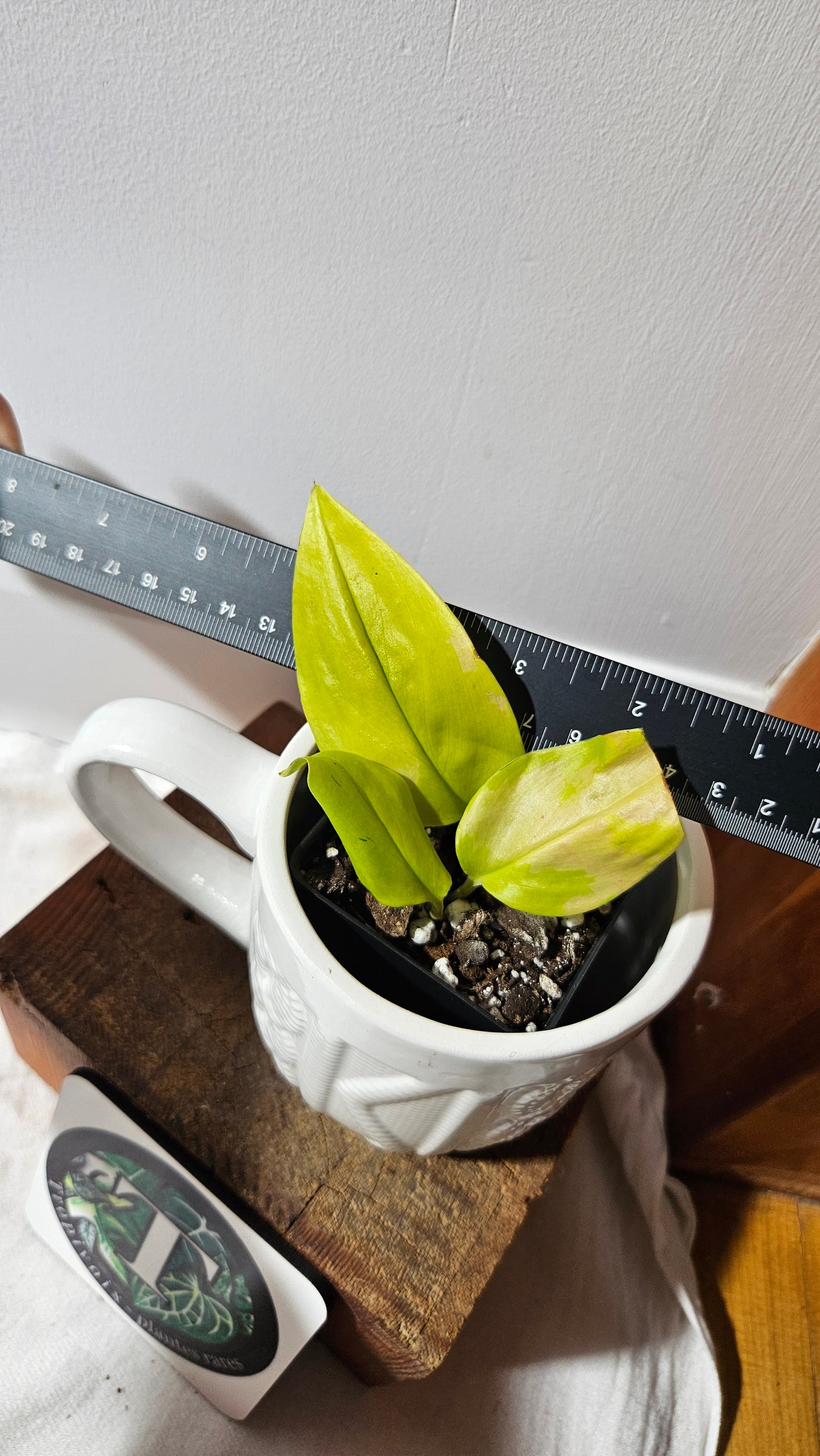 Scindapsus Moonlight Lemon (SCI-1272)