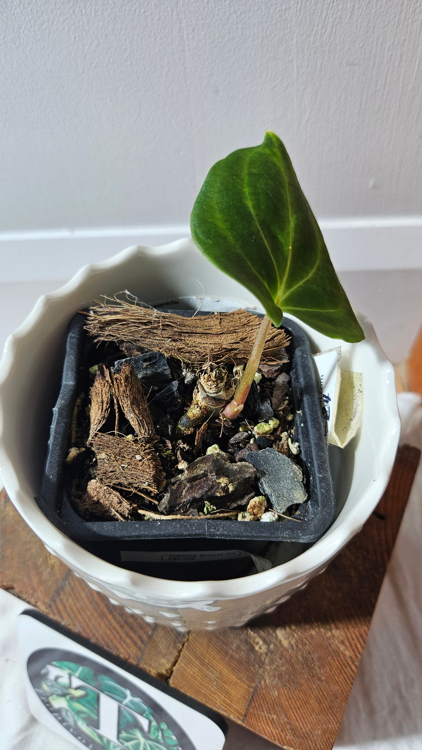 Anthurium Besseae Aff "Format PETIT" (ANT-242)