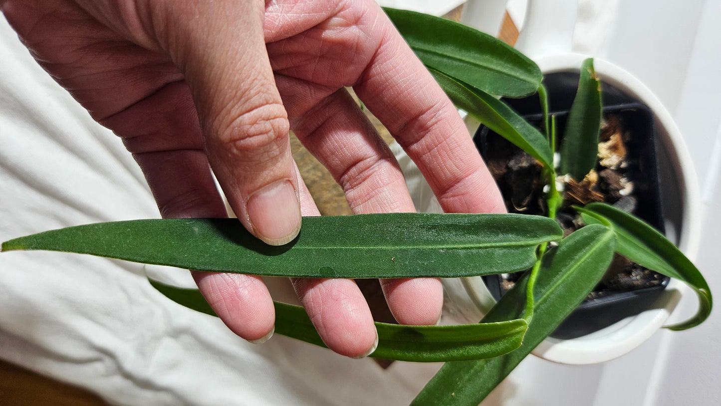 Anthurium Pallidiflorum "format MOYEN"(ANT-194)