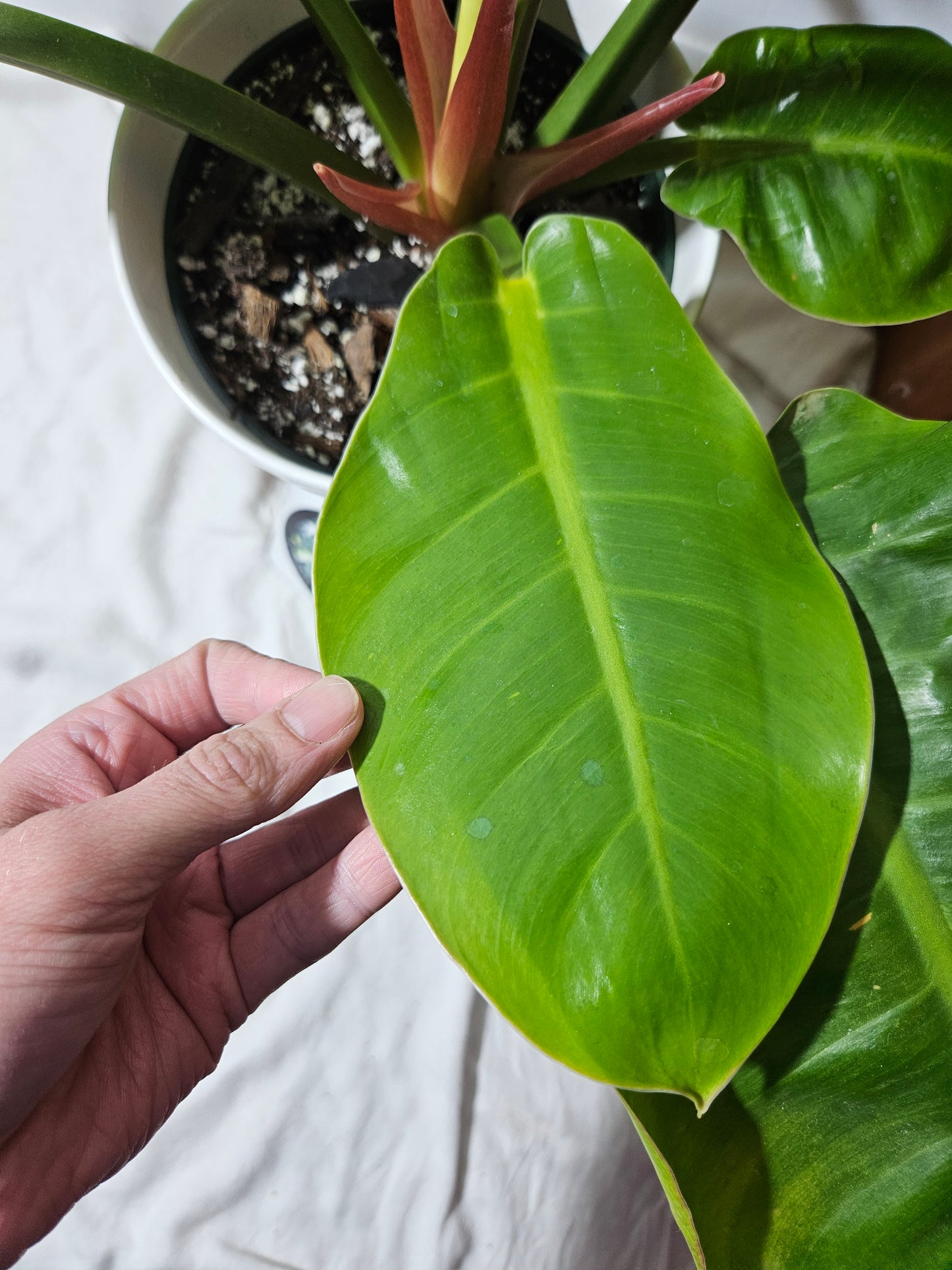 Philodendron Moonlight Variegata (PHI-510)