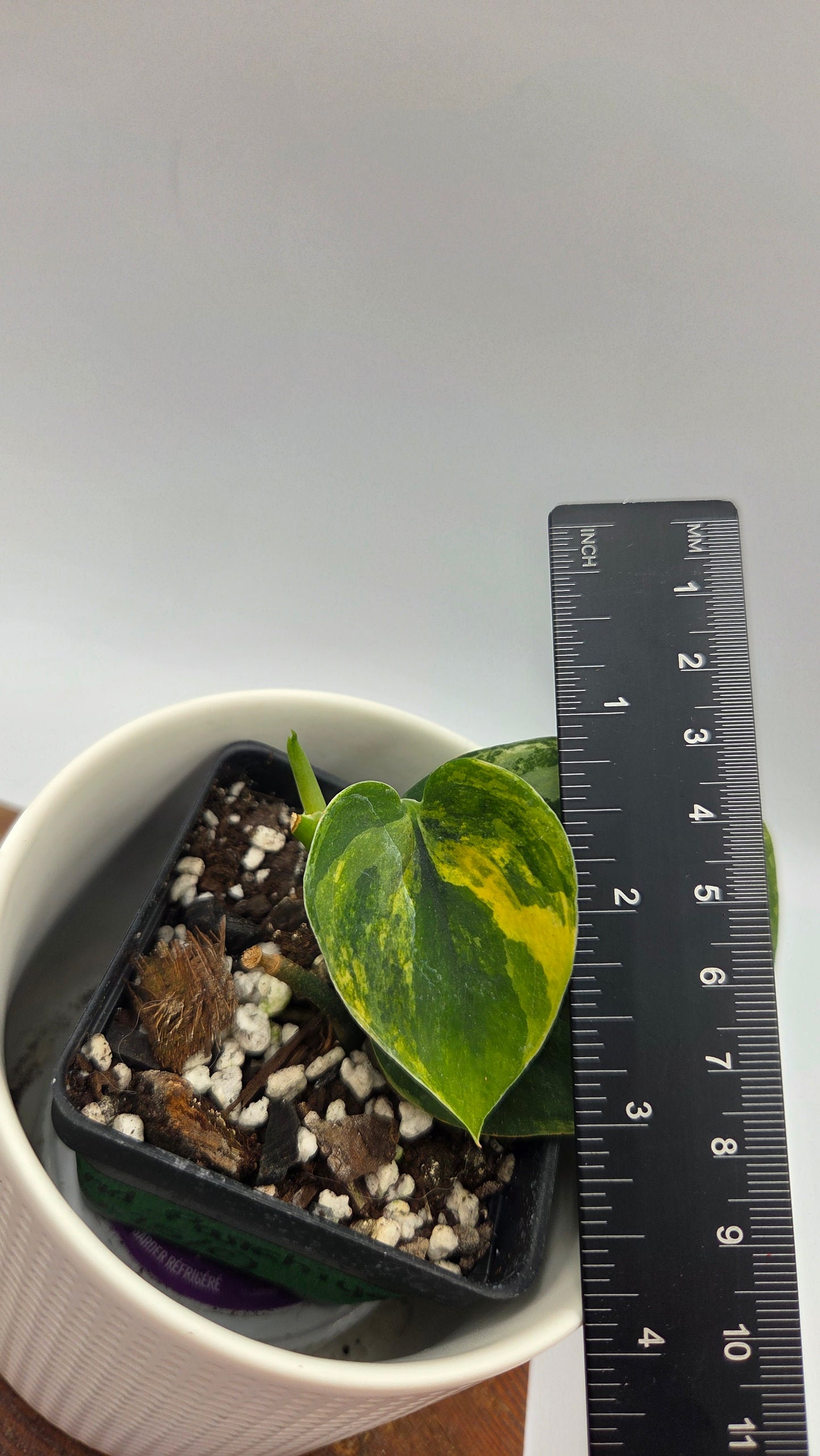 Scindapsus Parahiyangan (SCI-1071)