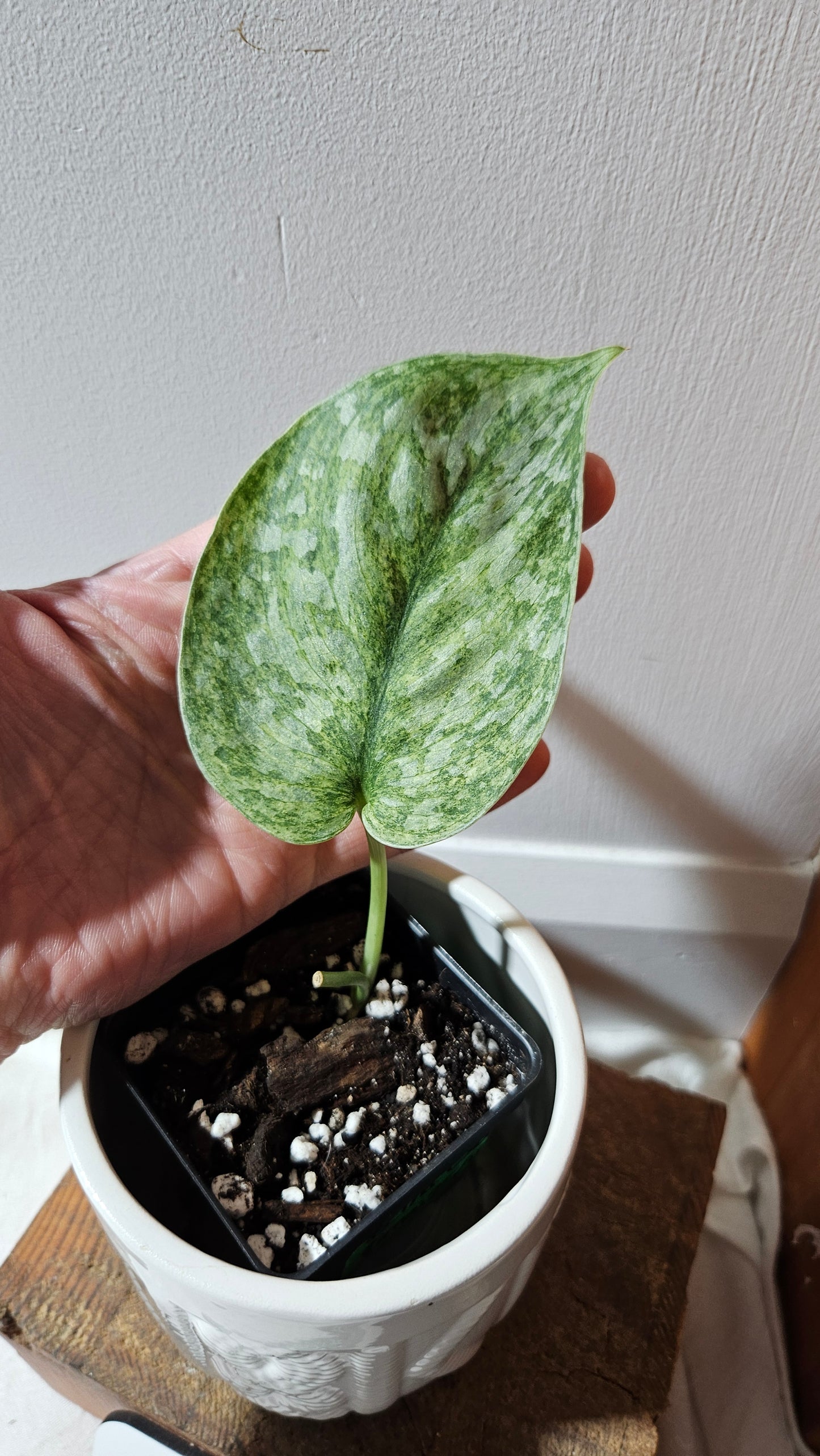 Scindapsus Exotica Pictus mint (SCI-1123)