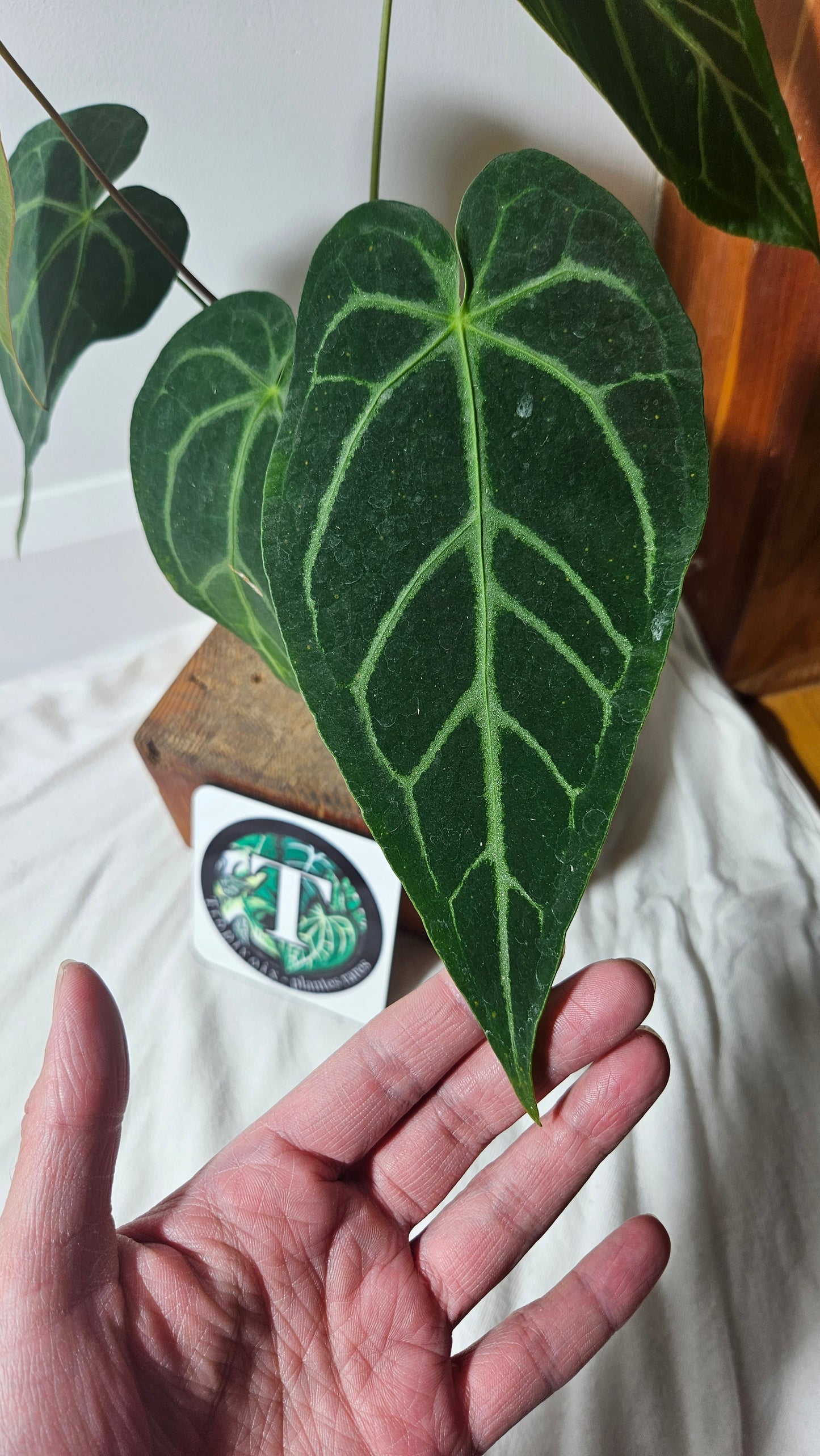 Anthurium Magnificum Velvet "format MOYEN/LARGE"(ANT-191)