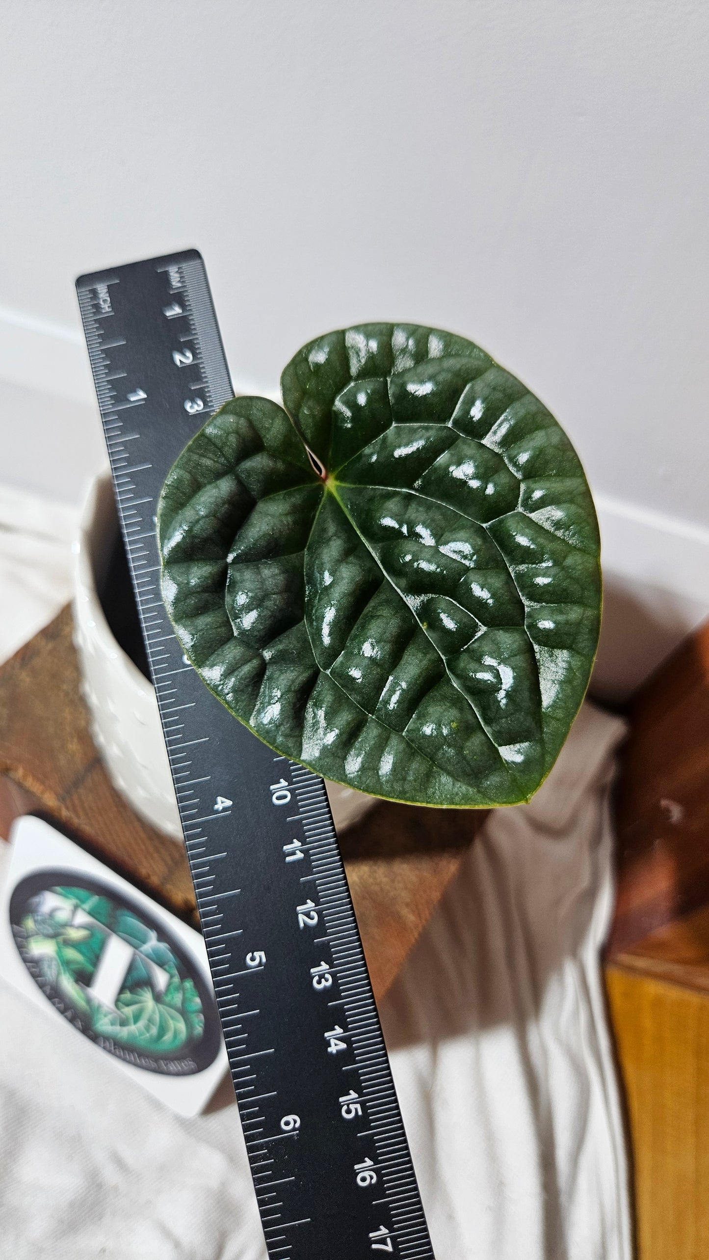 Anthurium Luxurians Round Velvet  "format PETIT" (ANT-167)