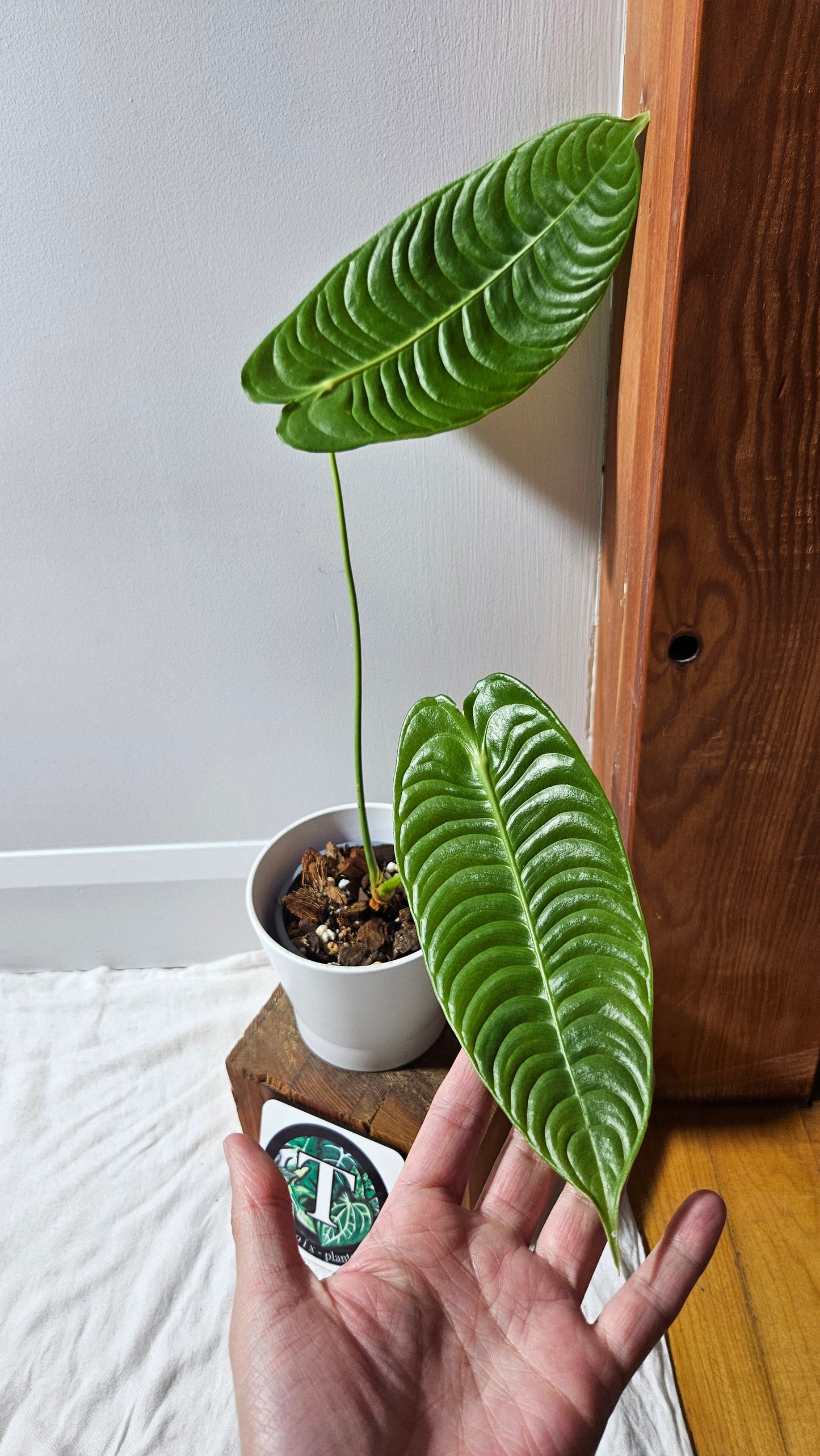 Anthurium Veitchii Narrow "format MOYEN/LARGE" (ANT-607)