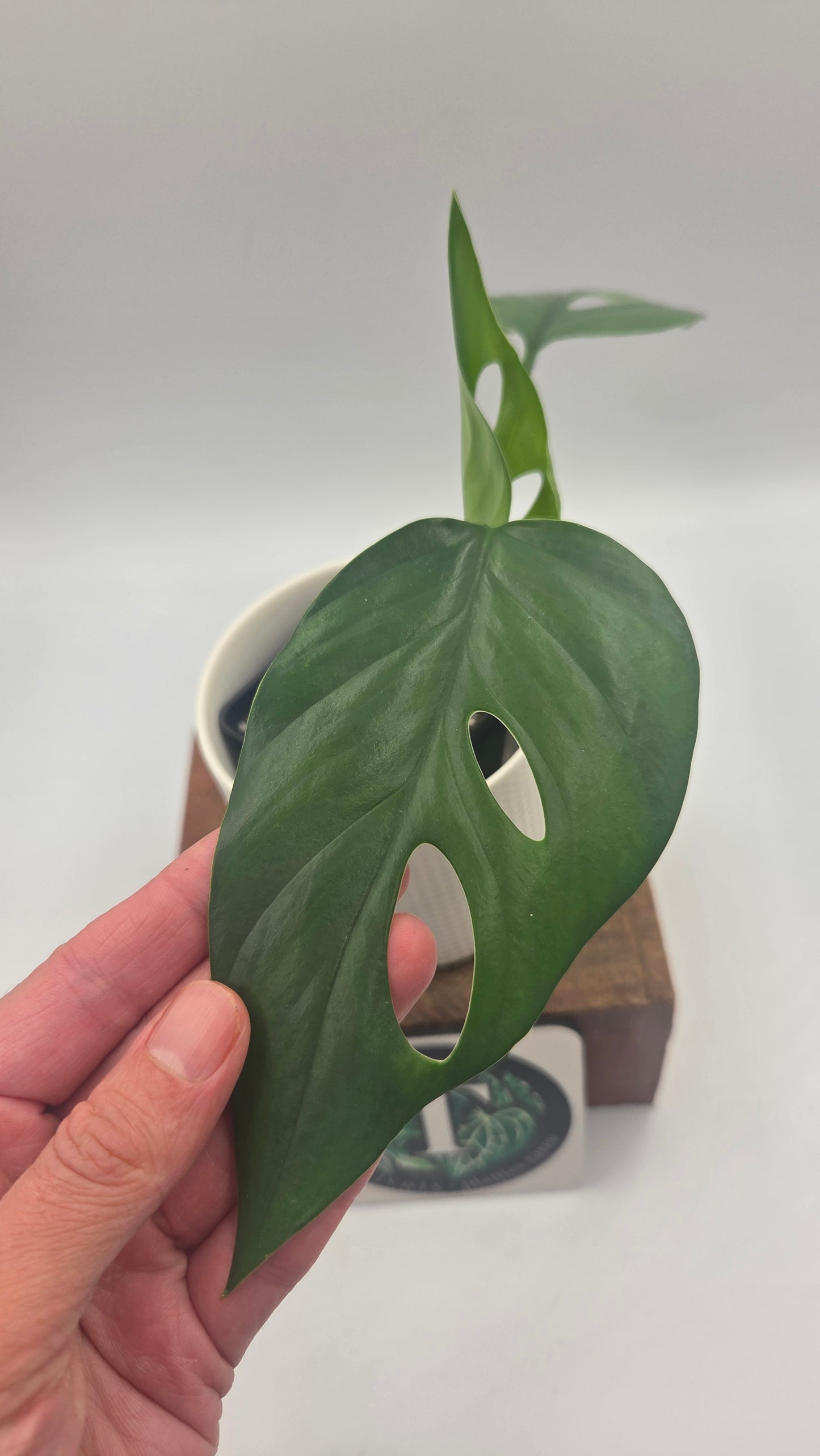 Raphidophora Pertusa (AUT-100)