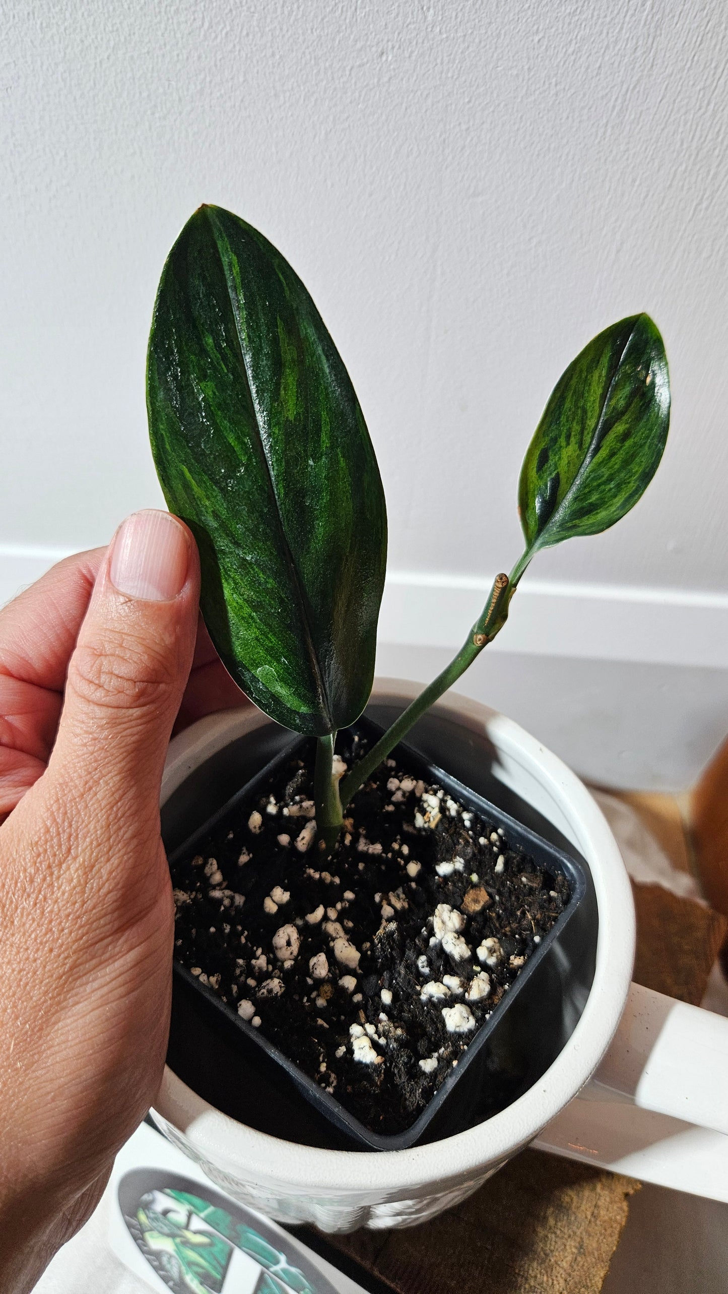 Scindapsus Treubii Dark Form Néon/Mutation (SCI-1273)