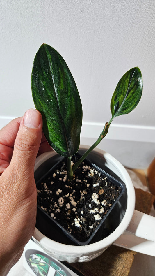 Scindapsus Treubii Dark Form Néon/Mutation (SCI-1273)