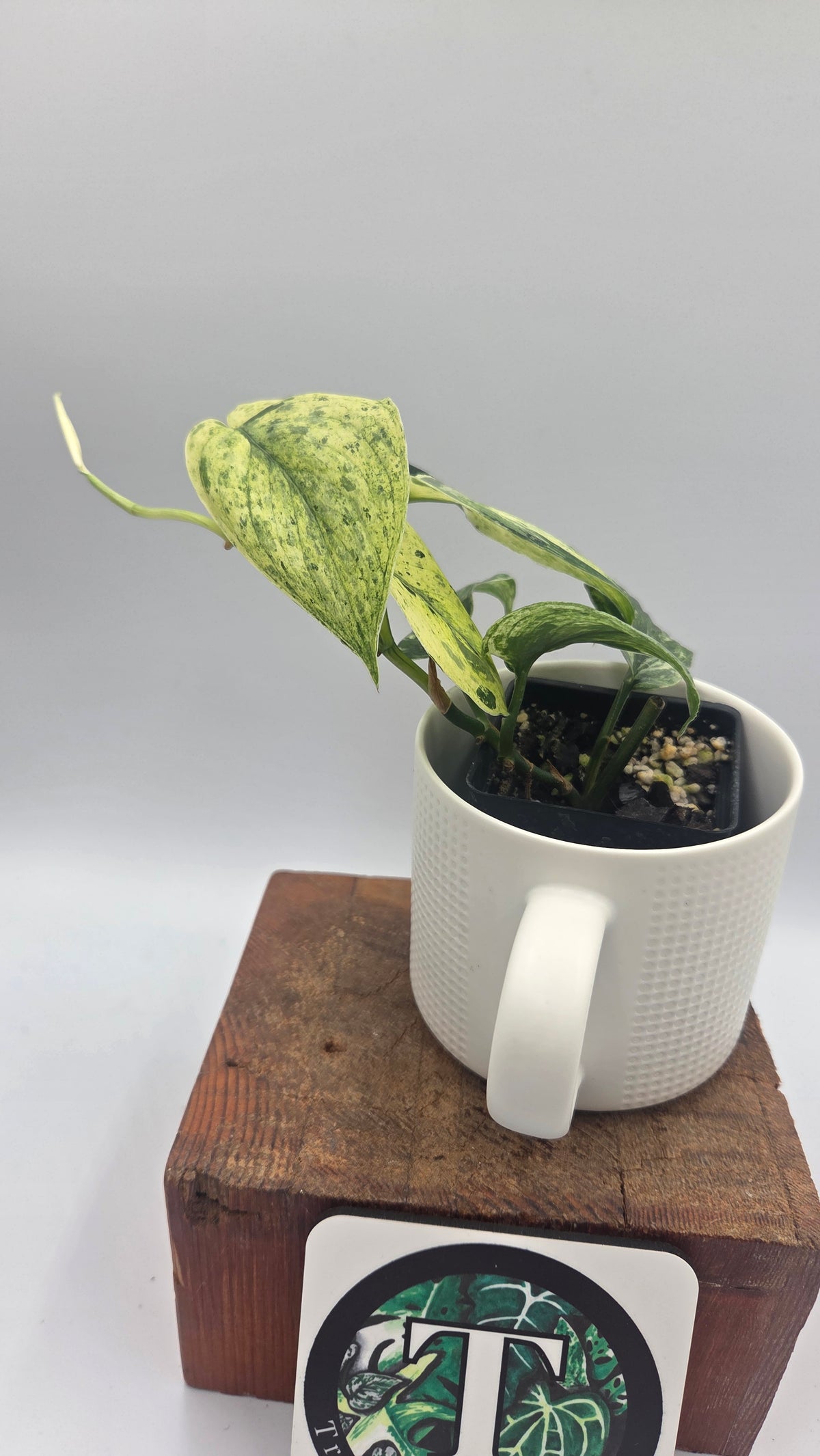 Scindapsus Silver Splash Tricolore (SCI-1154)