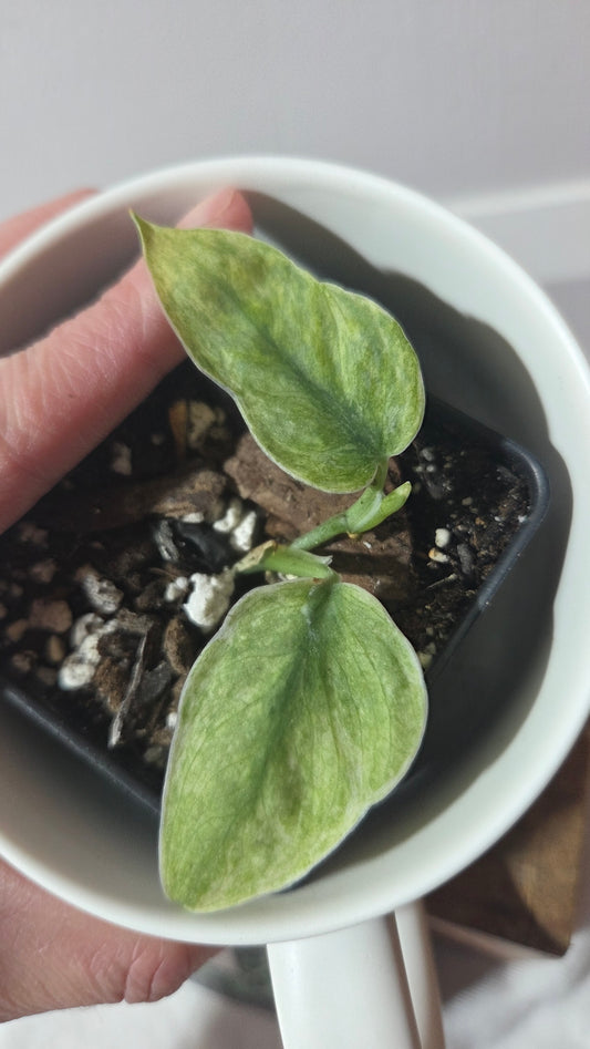 Scindapsus Blue Sky (SCI-1432)